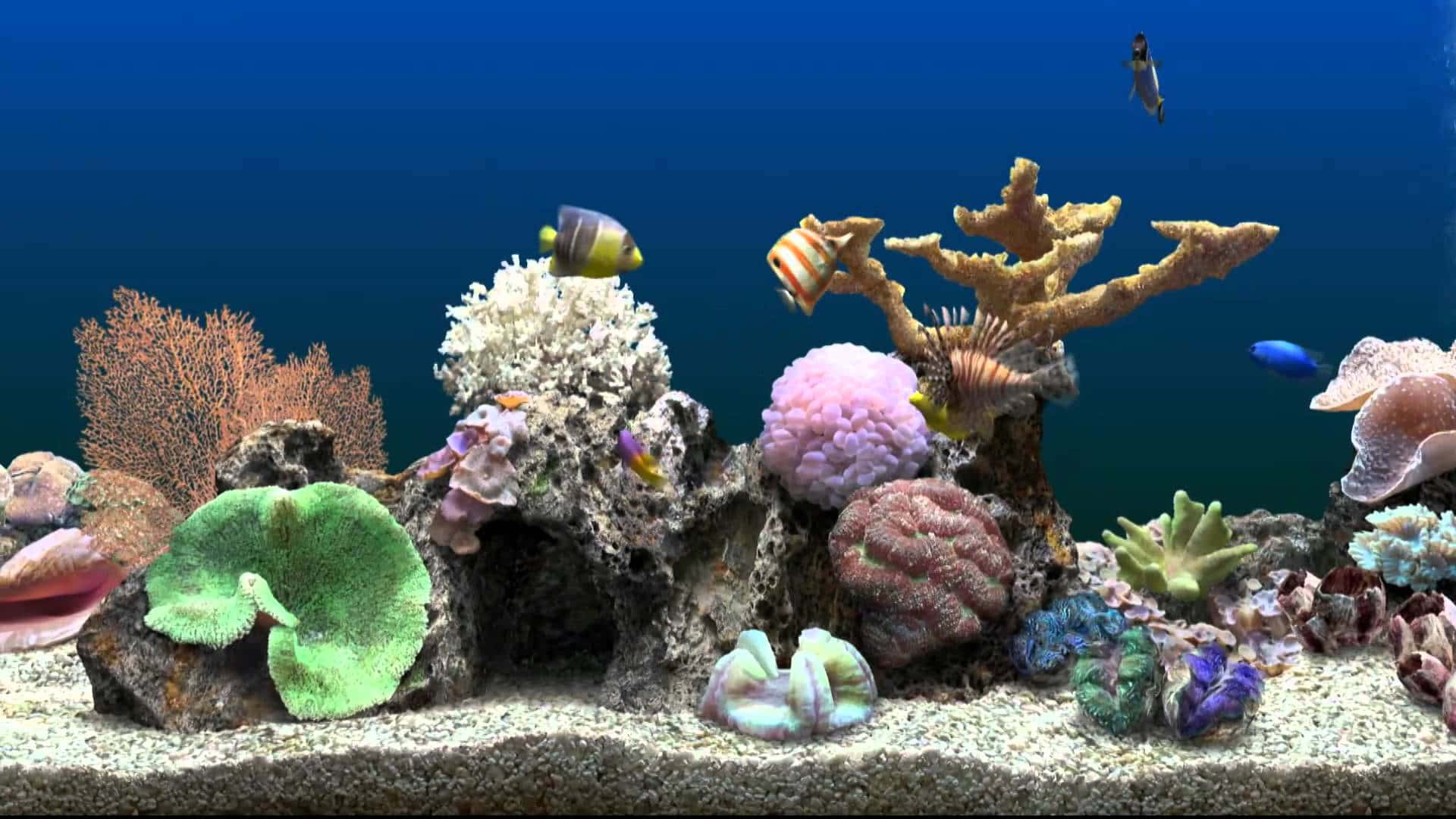 3d Fish Tank 桌布 壁紙 — 充滿活力的珊瑚礁，色彩繽紛的魚群在深藍色海水中的各種珊瑚結構間游動。