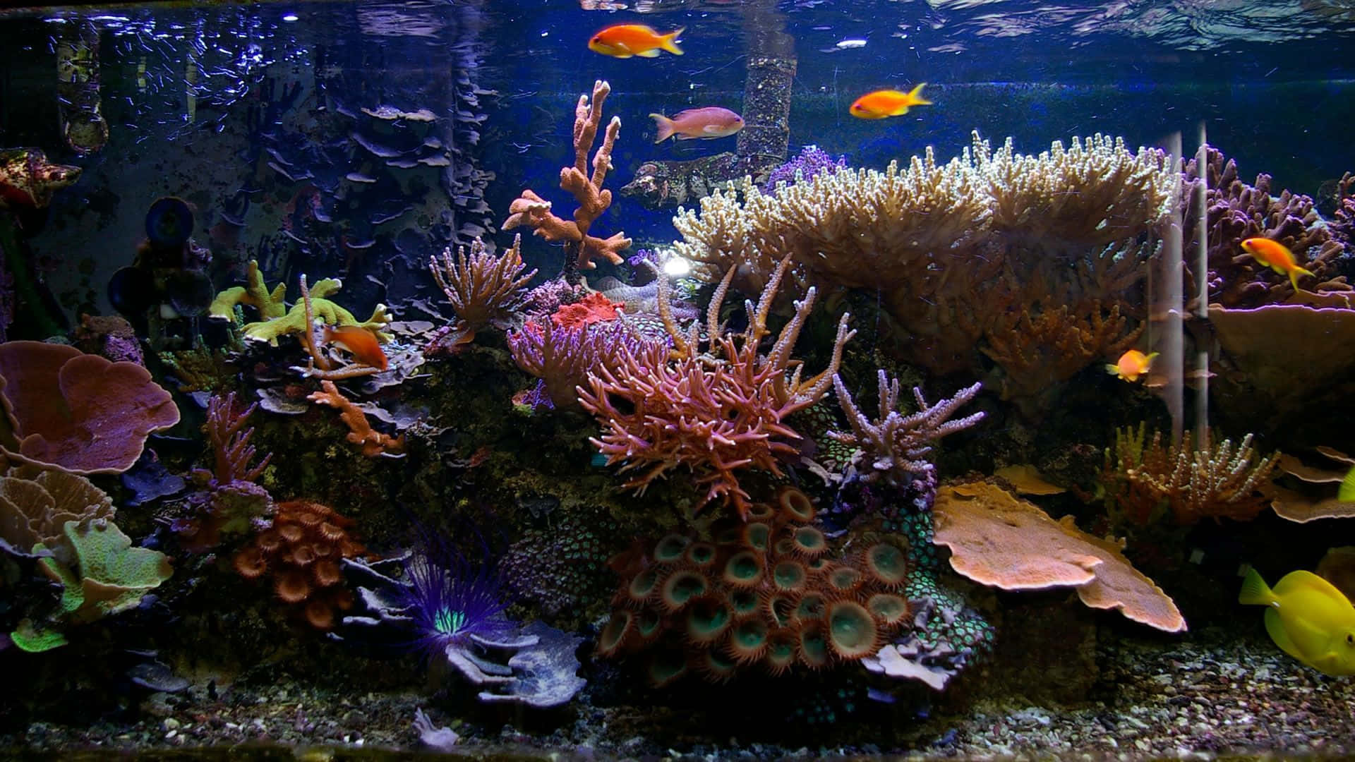 水下動畫 桌布 壁紙 — 充滿活力的珊瑚礁，色彩繽紛的魚群在藍色海水中游動，營造出生動的水族館場景。