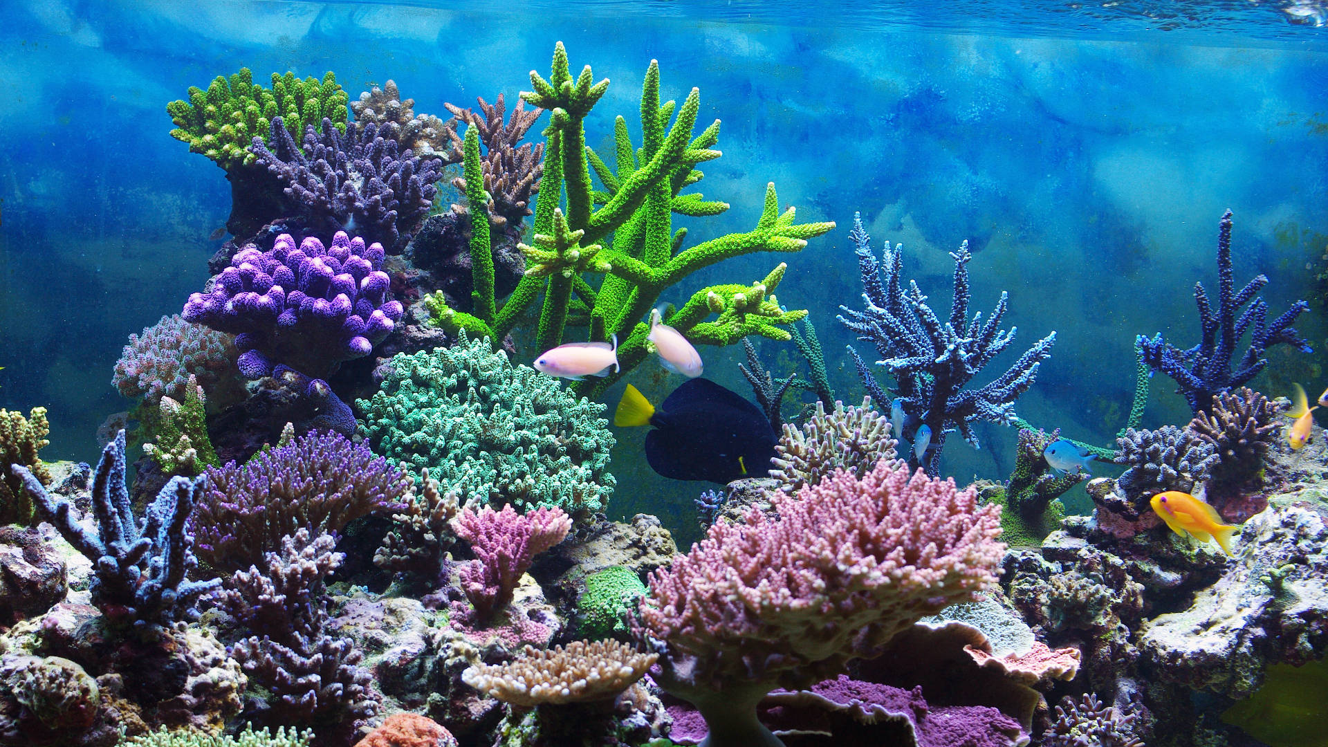 Swimming 桌布 壁紙 — 充滿活力的珊瑚礁，色彩繽紛的魚群在紫色、綠色和粉紅色的珊瑚間穿梭，清澈湛藍的海水映襯下生機勃勃。