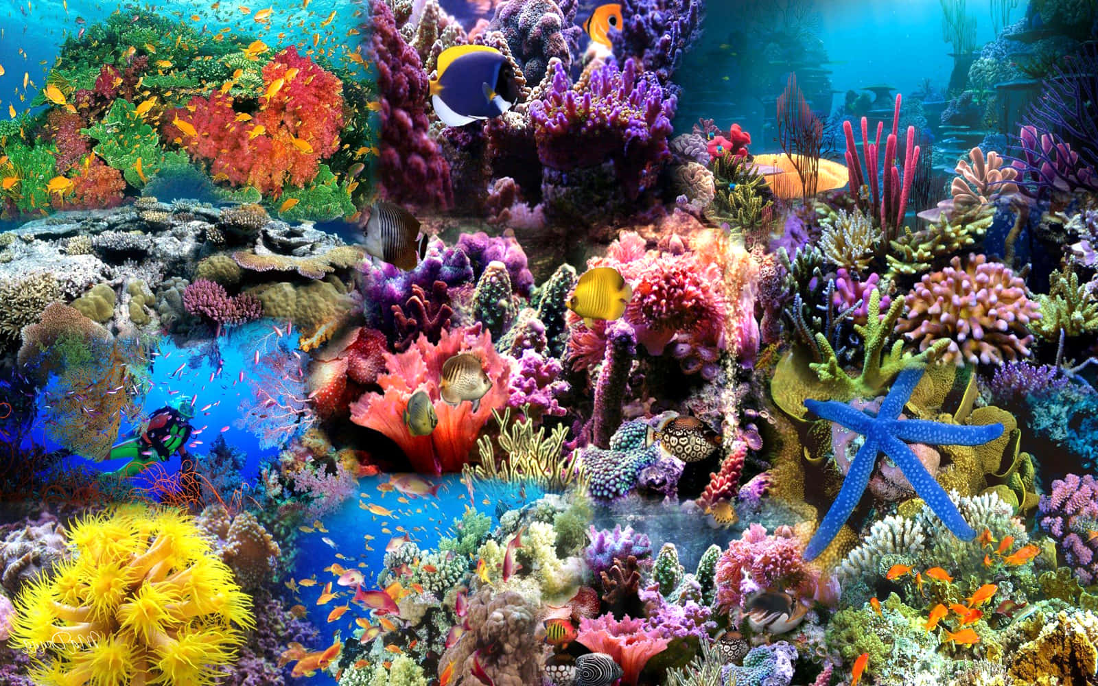 Coral Reef 桌布 壁紙 — 充滿活力的珊瑚礁，色彩繽紛的魚類和藍色海星在清澈的藍色海水下。