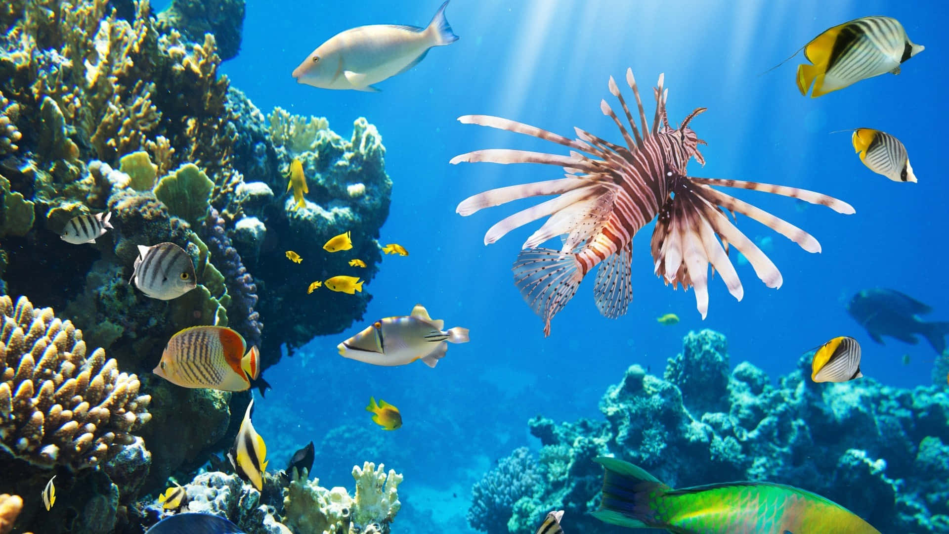 Coral Reef 桌布 壁紙 — 充滿活力的珊瑚礁，色彩繽紛的魚類和一條雄偉的獅子魚在明亮的藍色海洋光線下游泳。