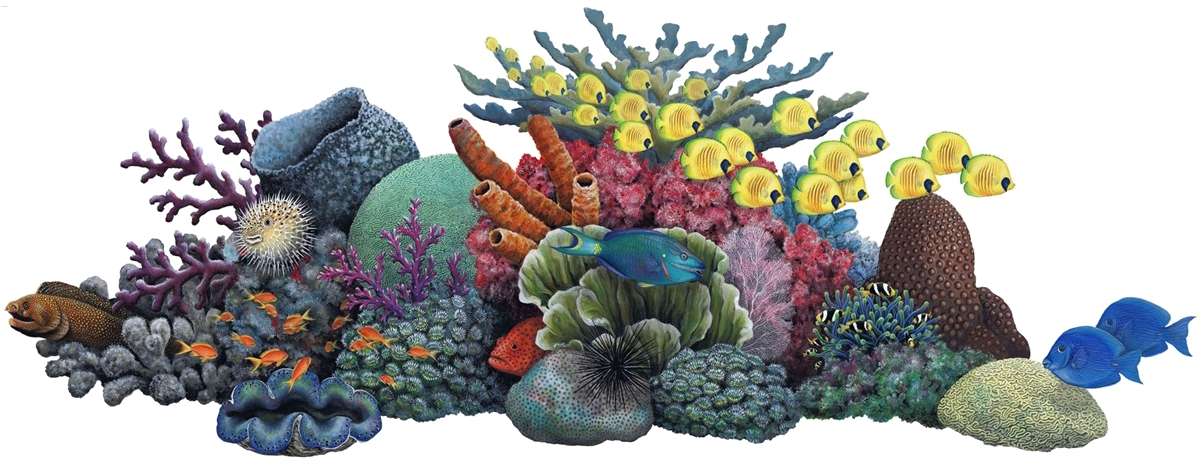 School Of Fish 桌布 壁紙 — 充滿活力的珊瑚礁，色彩繽紛的魚類和多樣化的海洋生物在純黑背景下顯得格外突出。