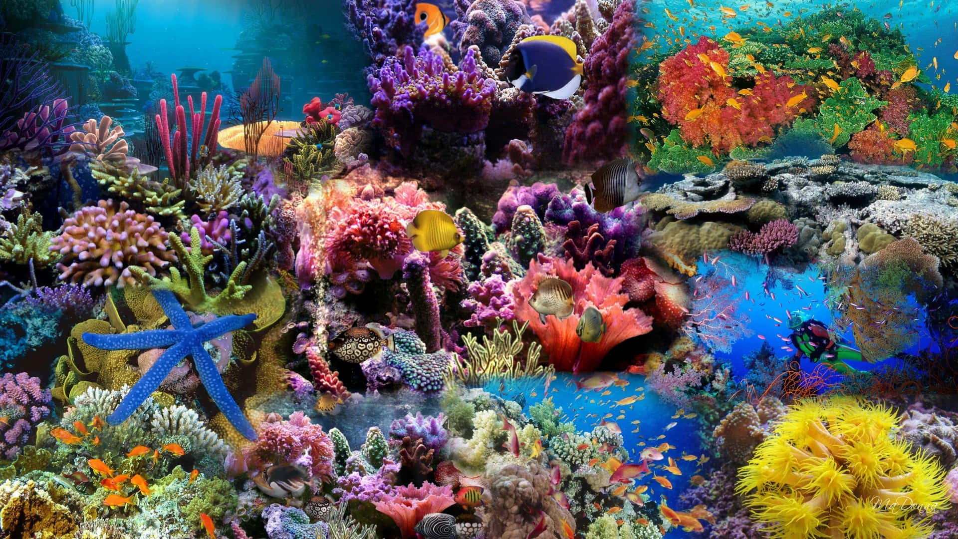 Aquarium 桌布 壁紙 — 充滿活力的珊瑚礁，色彩繽紛的魚類和藍色海星在清澈的藍色海水下。
