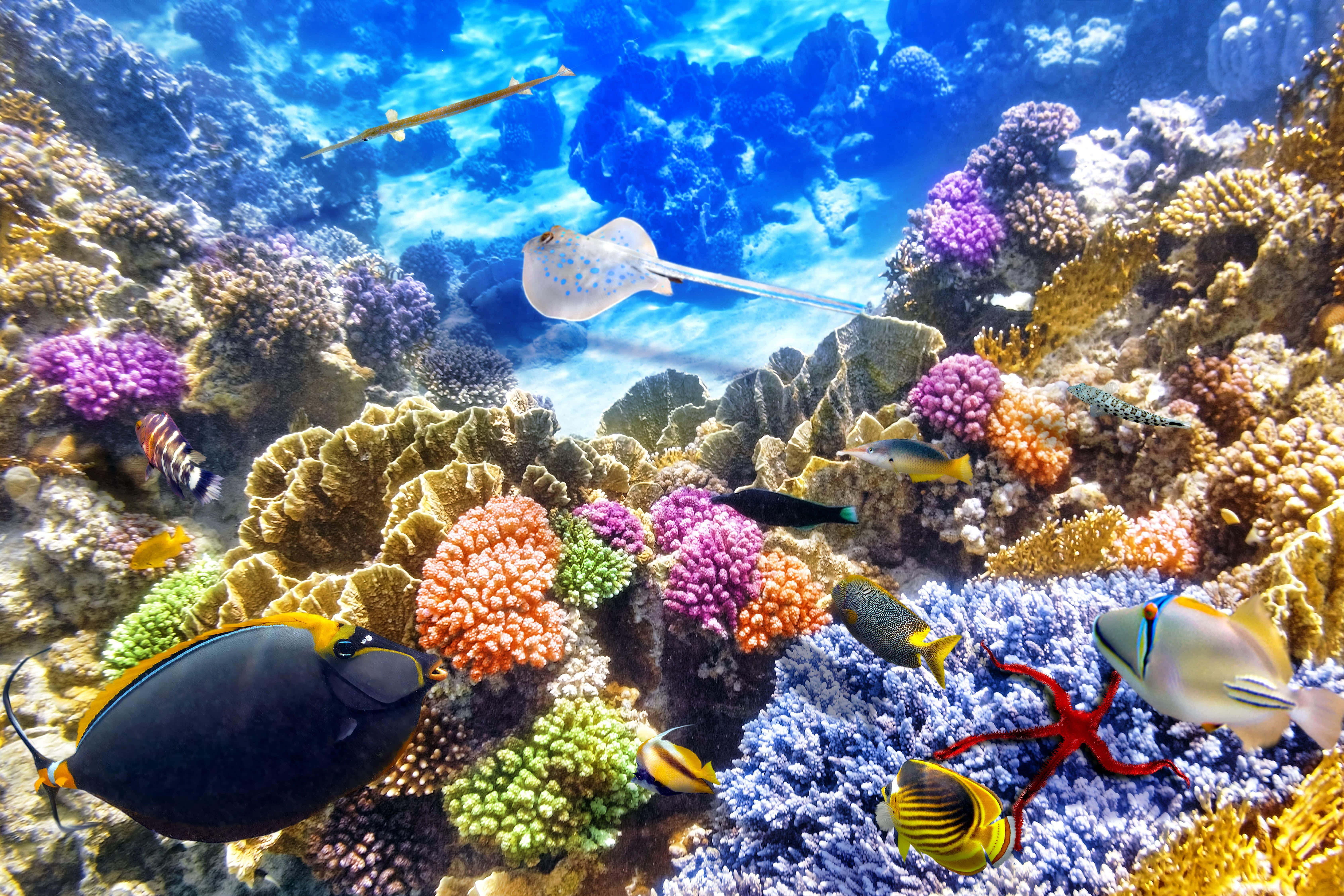 coral 桌布 壁紙 — 充滿活力的珊瑚礁，色彩繽紛的魚類和一條斑點鰩在明亮的藍色海水下游泳。