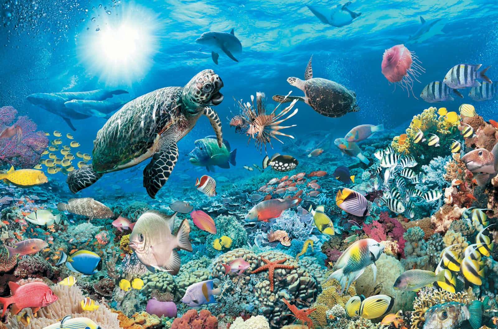 3d Ocean 桌布 壁紙 — 充滿活力的珊瑚礁，色彩繽紛的魚類、海龜和海豚在陽光普照的海水中暢游。