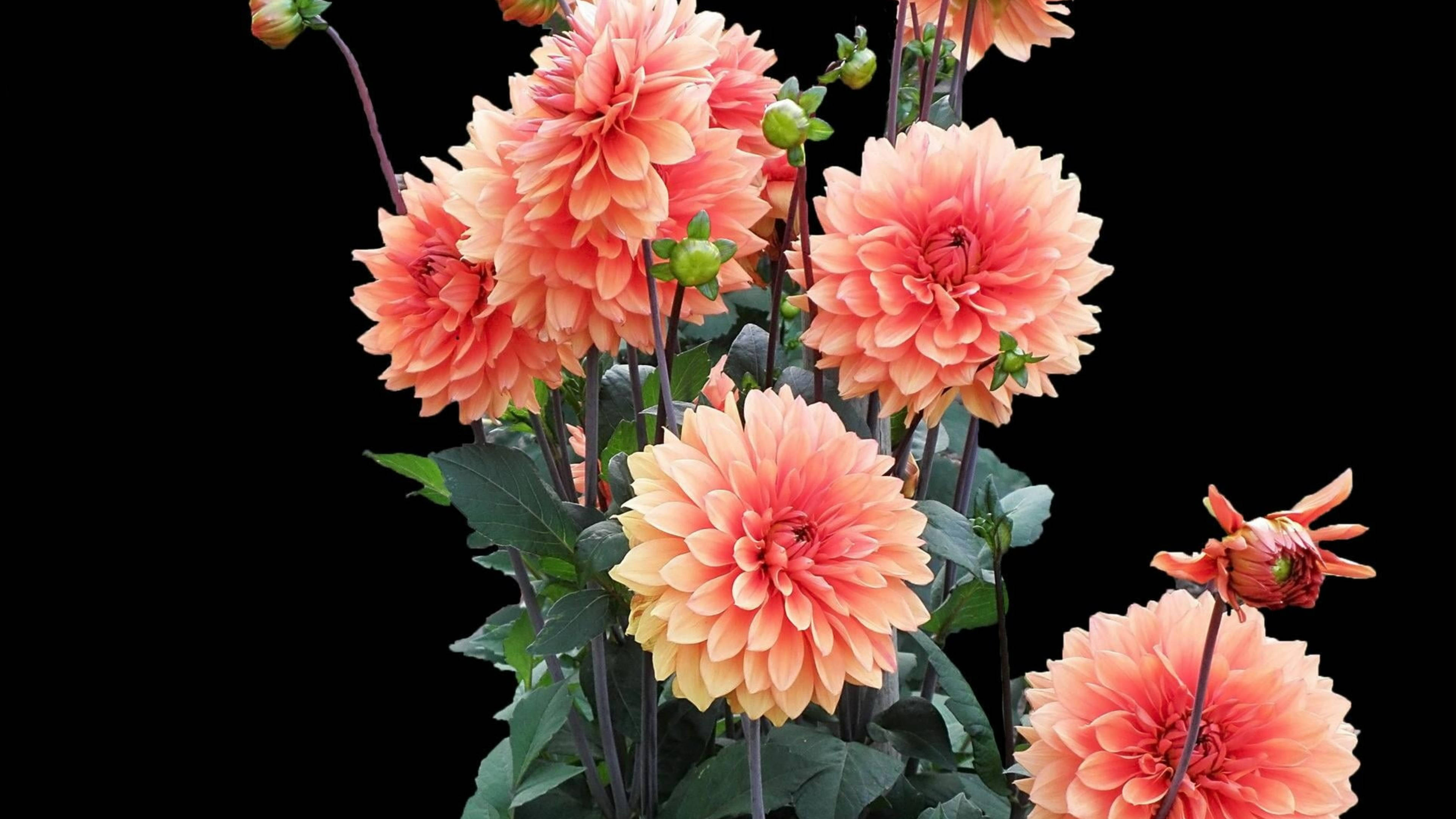 Marigold 桌布 壁紙 — 充滿活力的珊瑚色大麗花，層層花瓣和綠葉在純黑背景下格外突出。