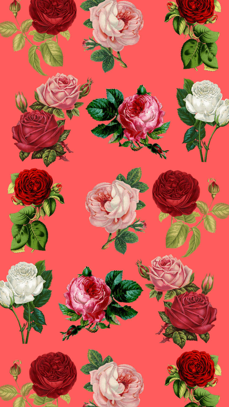 Rose iPhone 桌布 壁紙 — 充滿活力的珊瑚色背景，點綴著茂盛的紅、粉紅、白玫瑰，搭配綠葉，呈現復古植物插圖風格。
