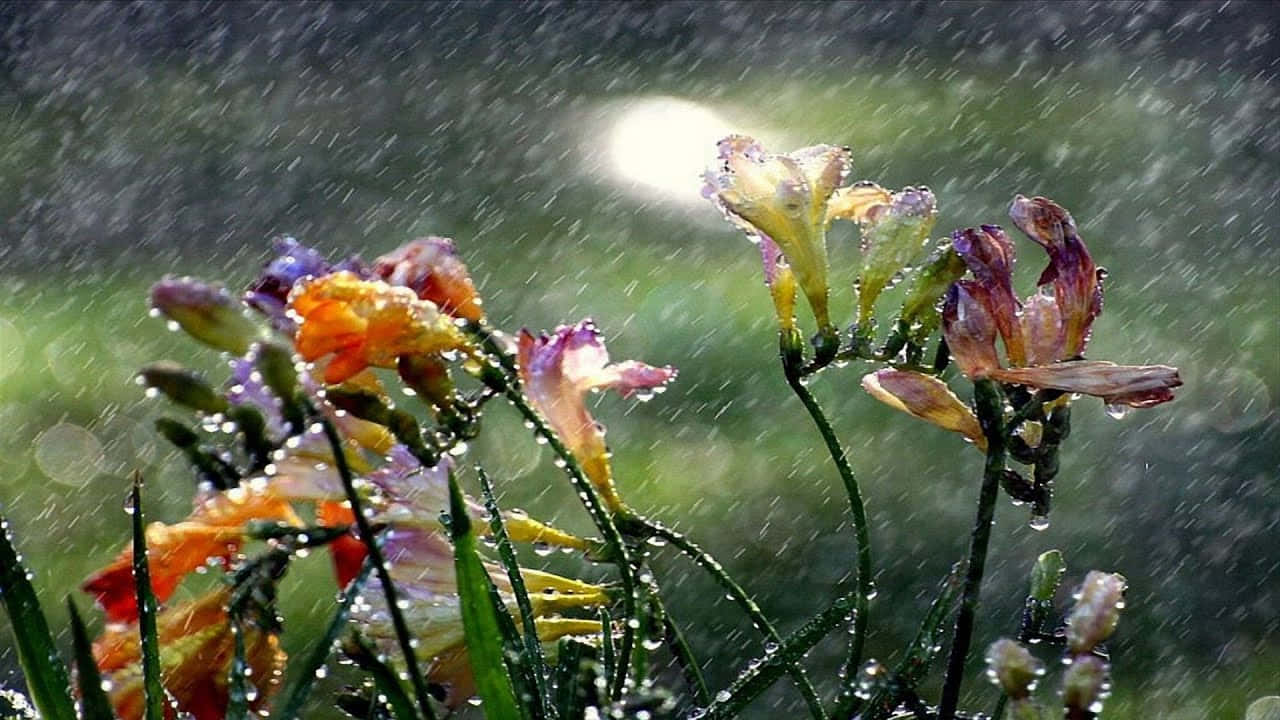 下雨 桌布 壁紙 — 充滿活力的番紅花在模糊的綠色背景下閃爍著雨滴，沐浴在明亮的陽光中。