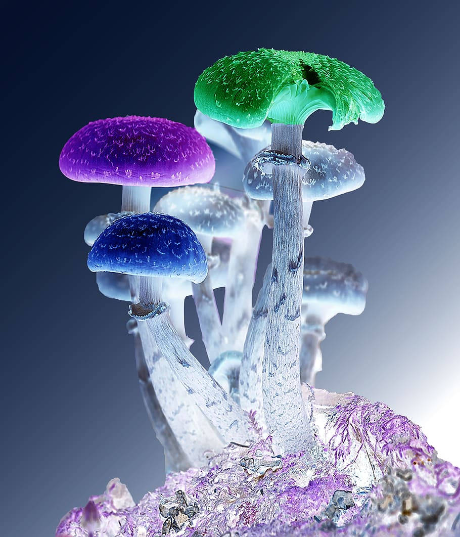 crystals 桌布 壁紙 — 充滿活力的發光蘑菇，呈現紫色、藍色和綠色，從水晶底座中冒出，背景為深色漸變。