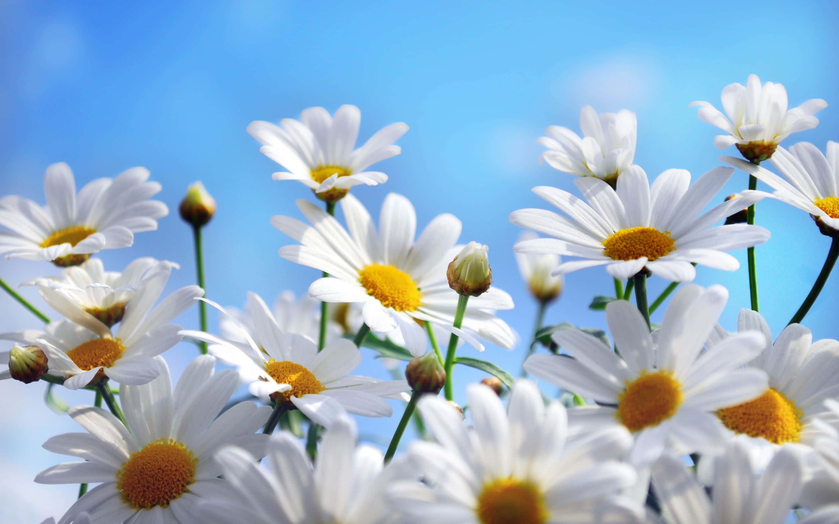 Daisy Laptop 桌布 壁紙 — 充滿活力的白色雛菊帶有金色花心，在晴朗的藍天下於陽光普照的田野中盛開。