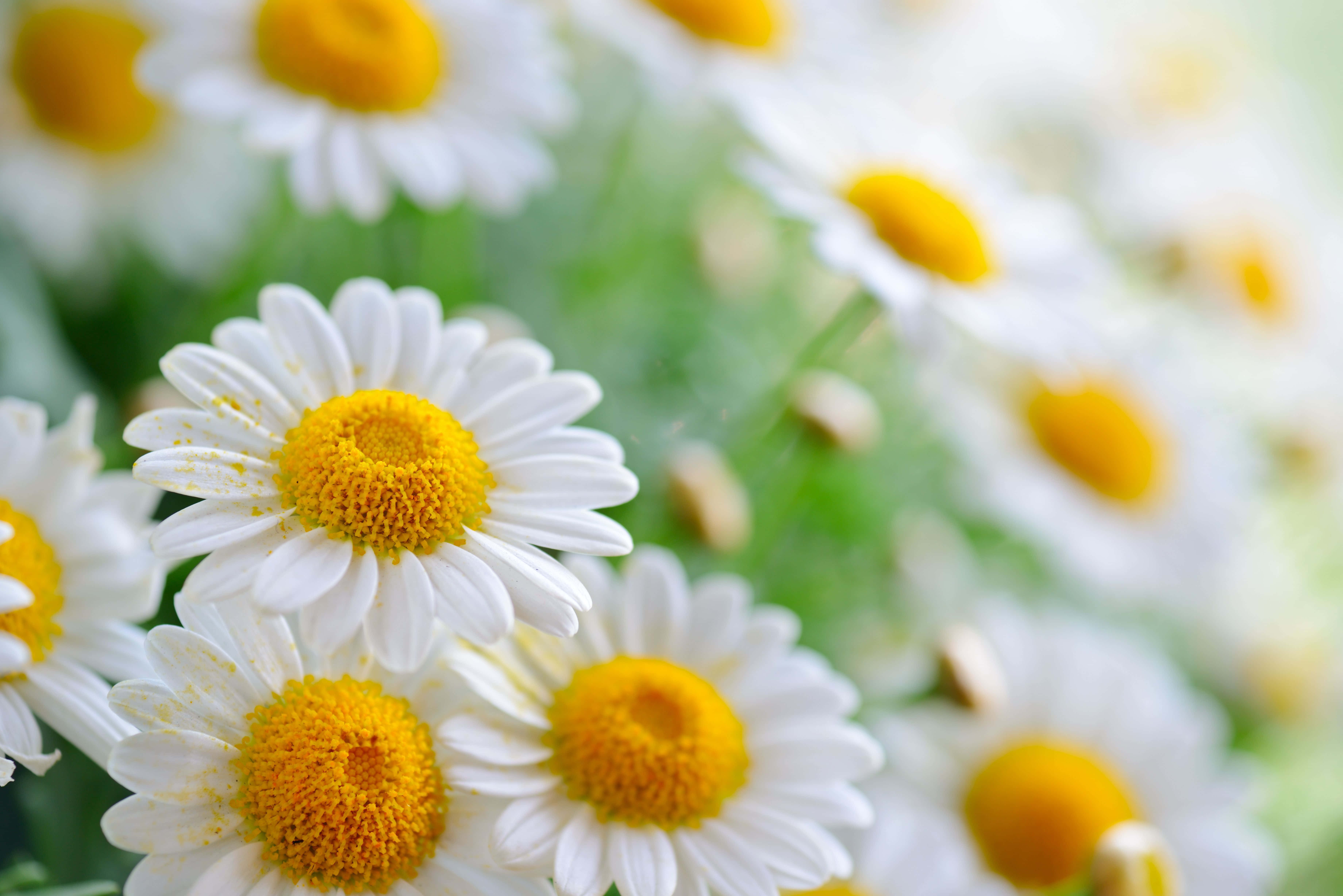 Daisy 桌布 壁紙 — 充滿活力的白色雛菊特寫，帶有明亮的黃色中心，在柔軟的綠草中於自然光下盛開。