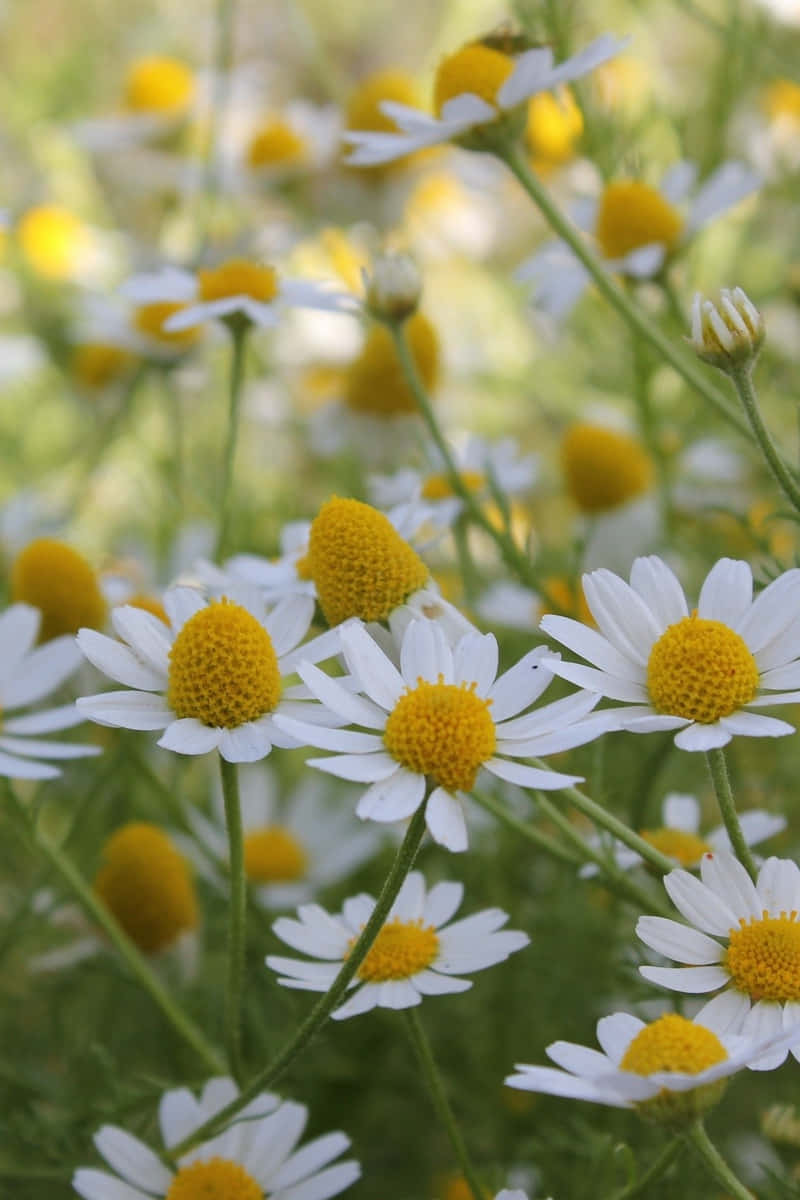 Flowers 桌布 壁紙 — 充滿活力的白色雛菊特寫，帶有明亮的黃色花心，在陽光明媚的草地上輕輕搖曳。