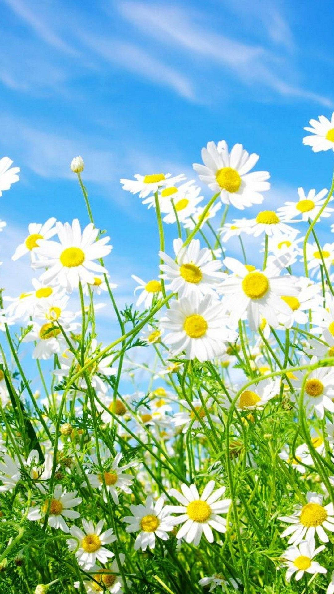 Spring iPhone 桌布 壁紙 — 充滿活力的白色雛菊田，黃色花心在明亮的陽光下搖曳，映襯著清澈的藍天。