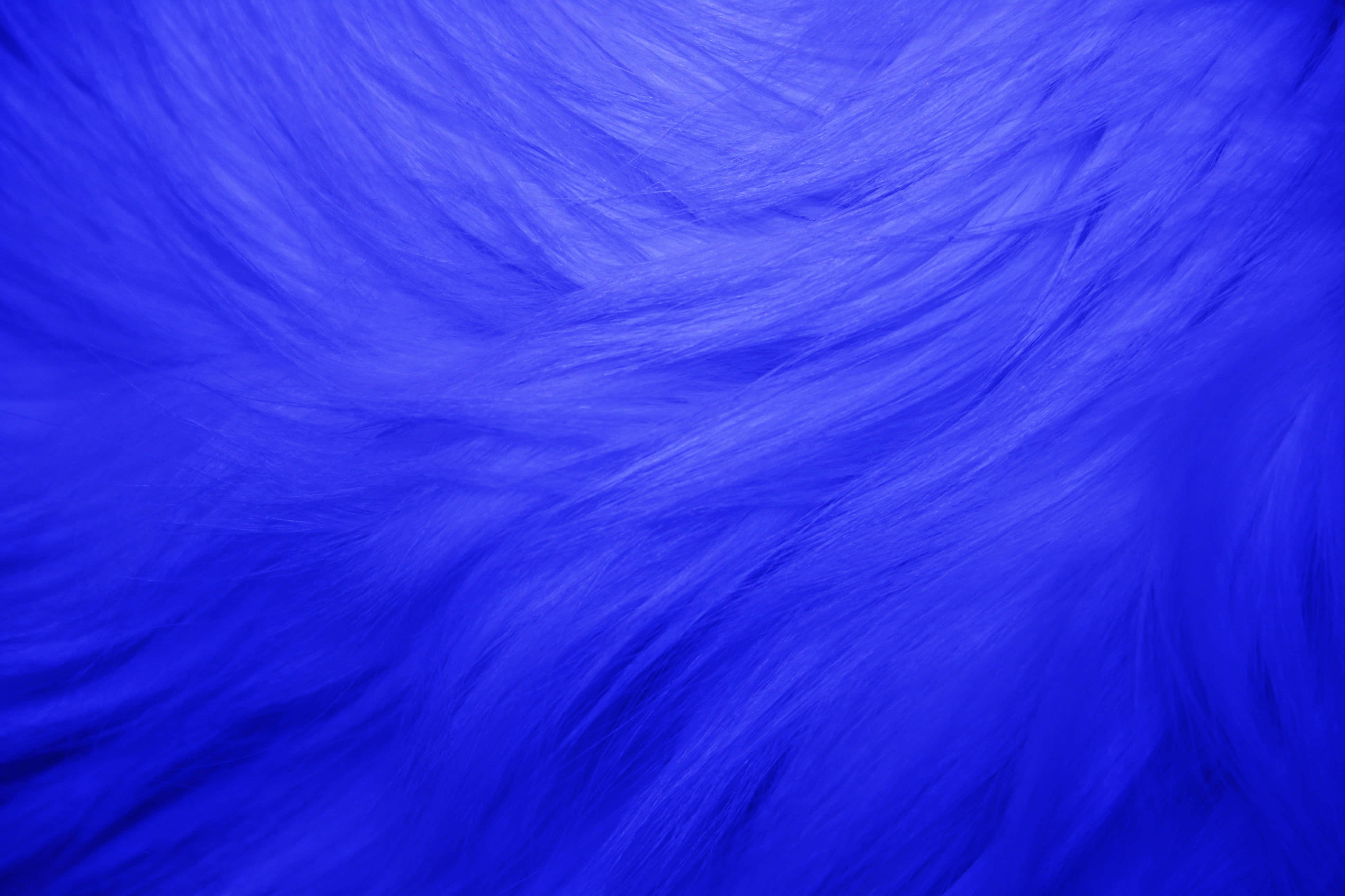 Cobalt Blue 桌布 壁紙 — 充滿活力的皇家藍色毛皮，柔軟流動的毛束營造出豐富的紋理背景。