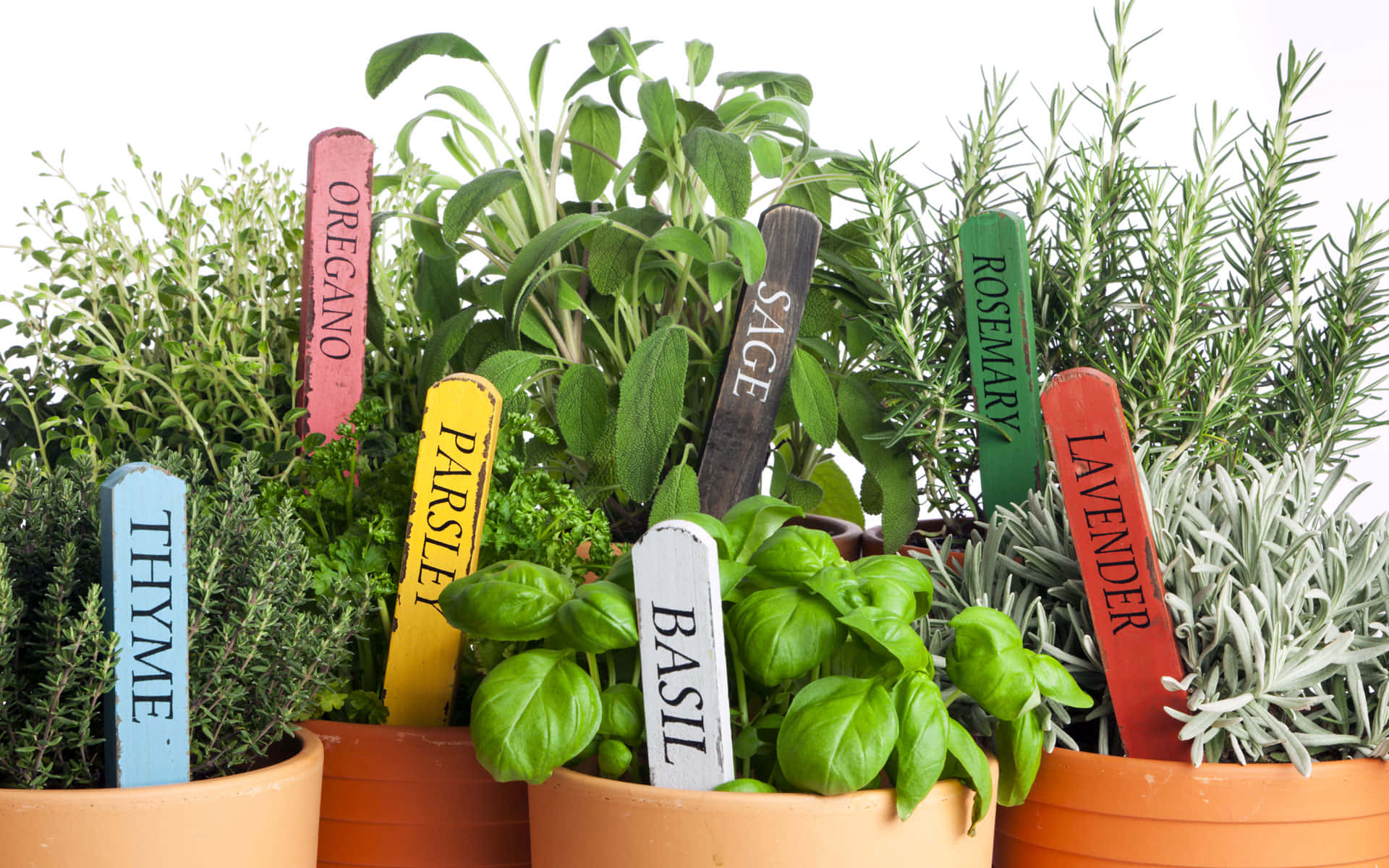 Herb Garden 桌布 壁紙 — 充滿活力的盆栽香草，如羅勒、百里香和薰衣草，帶有彩色標籤棒，背景為明亮的白色。