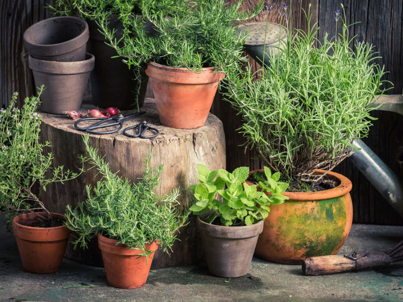 Herb Garden 桌布 壁紙 — 充滿活力的盆栽香草如迷迭香和薄荷，搭配園藝工具擺放在風化的木樁上。