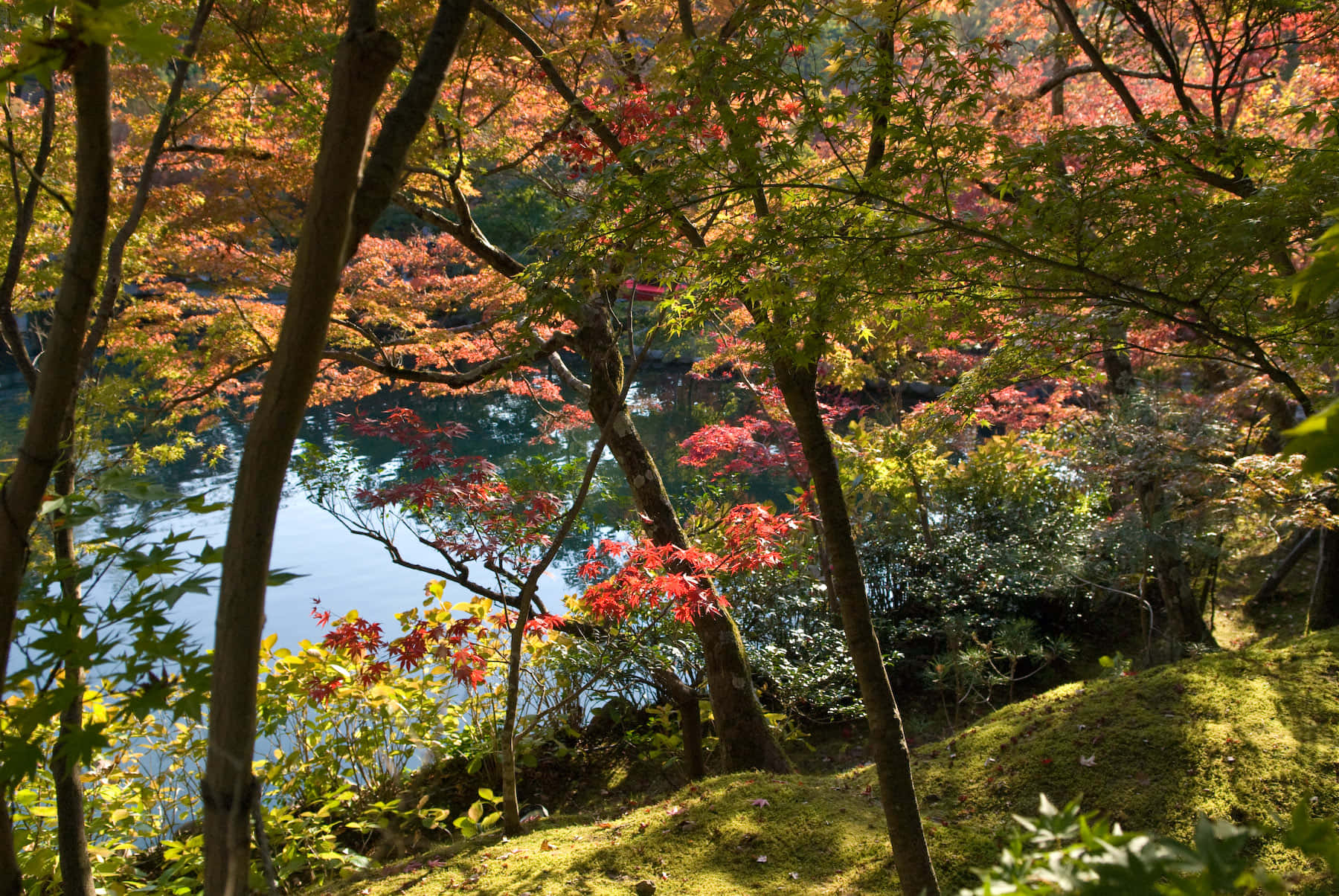 New England Autumn 桌布 壁紙 — 充滿活力的秋天楓樹，紅橙色的樹葉框住了一個寧靜的池塘，反射著透過樹枝過濾的金色陽光。