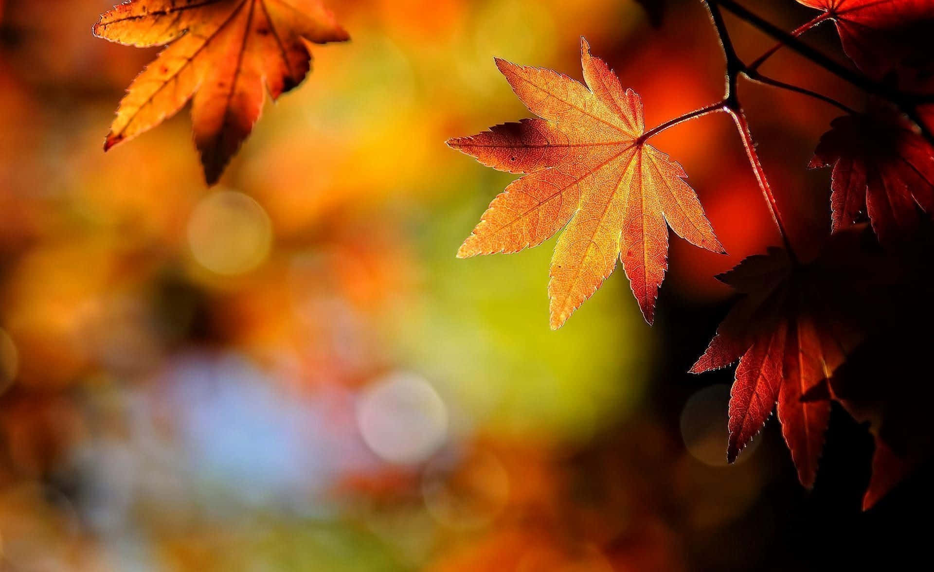 Fall Leaves 桌布 壁紙 — 充滿活力的秋天楓葉，呈現溫暖的橙紅色調，在柔和模糊的散景背景中閃耀。