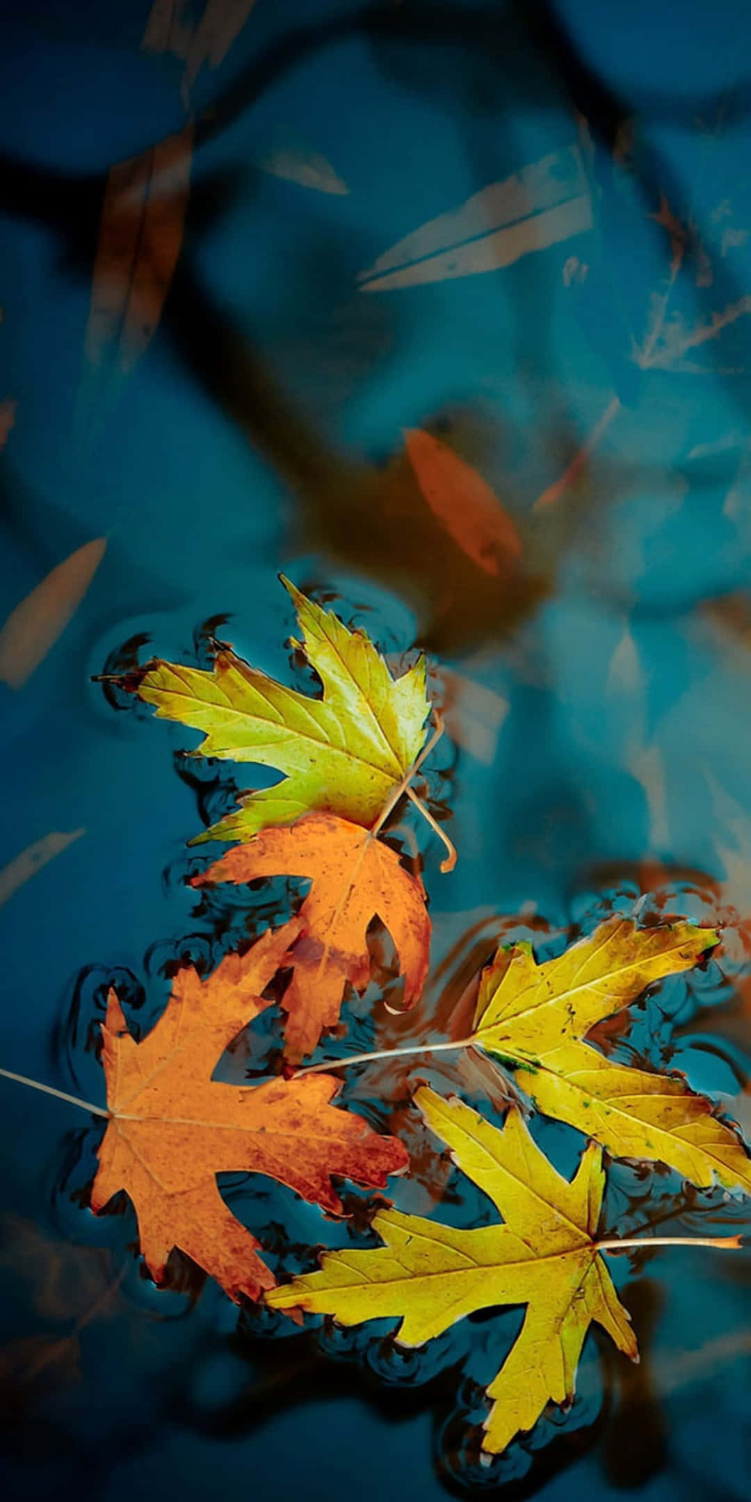 Pixel 3 Autumn 桌布 壁紙 — 充滿活力的秋天楓葉在深藍色的水面上靜靜漂浮，帶有漣漪和倒影。