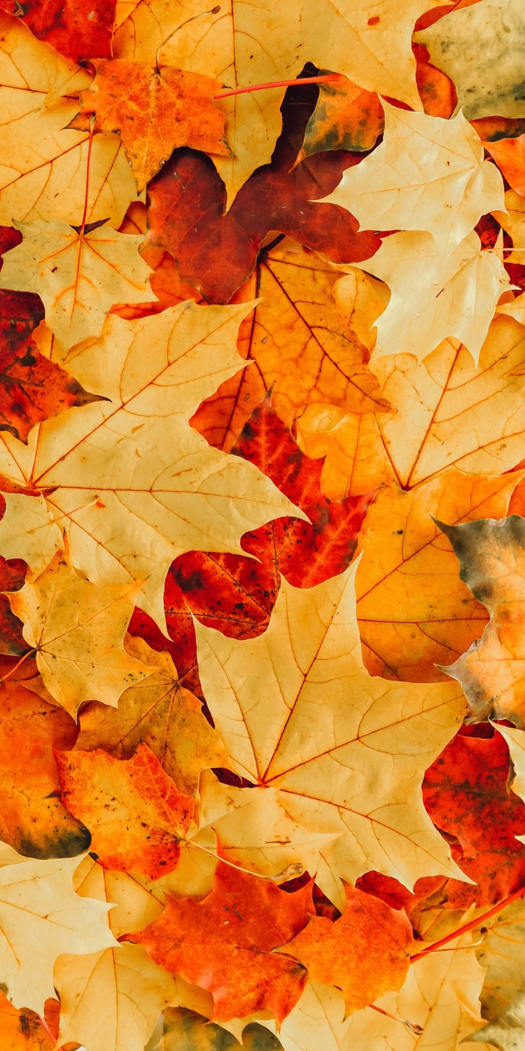 Android Autumn 桌布 壁紙 — 充滿活力的秋天楓葉特寫，呈現橙色、紅色和黃色色調，以紋理自然圖案重疊。