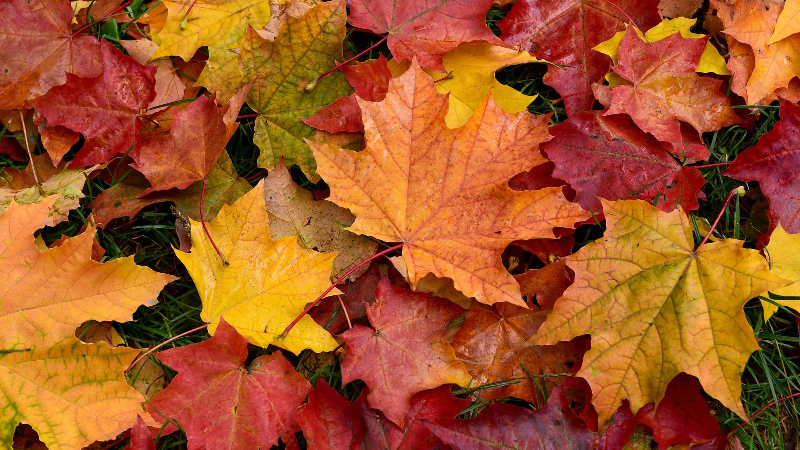 Autumnal Equinox 桌布 壁紙 — 充滿活力的秋季楓葉，以火紅、橙黃色調覆蓋著一片綠草地。