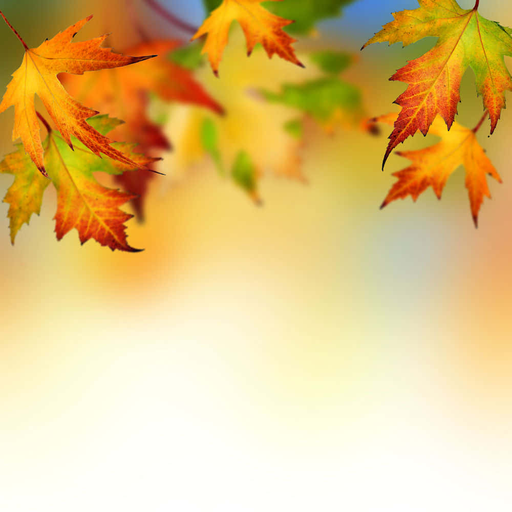 Fall Leaf 桌布 壁紙 — 充滿活力的秋季楓葉，呈現溫暖的橙色和綠色色調，在柔和的模糊背景上輕輕飄浮。