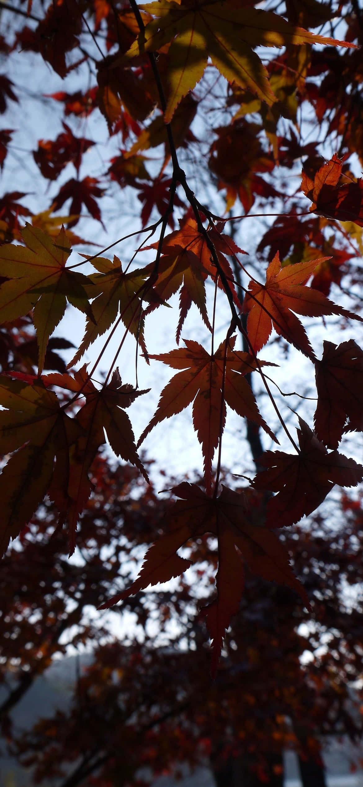 Portrait Mode 桌布 壁紙 — 充滿活力的秋季楓葉在溫暖的陽光下閃耀，映襯著柔和的藍天。