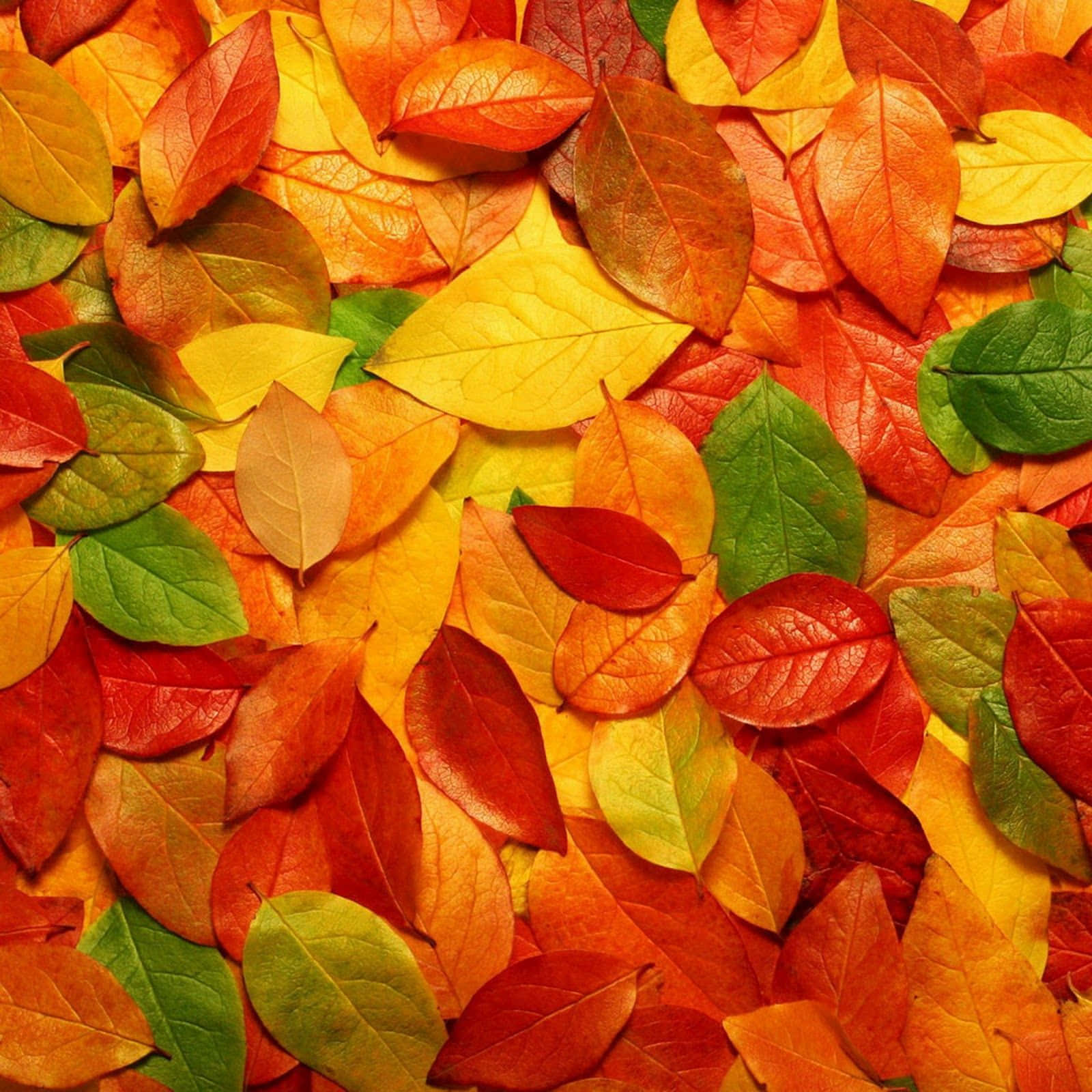 Fall Phone 桌布 壁紙 — 充滿活力的秋季樹葉特寫，紅色、橙色、黃色和綠色密集地散落在畫面中。