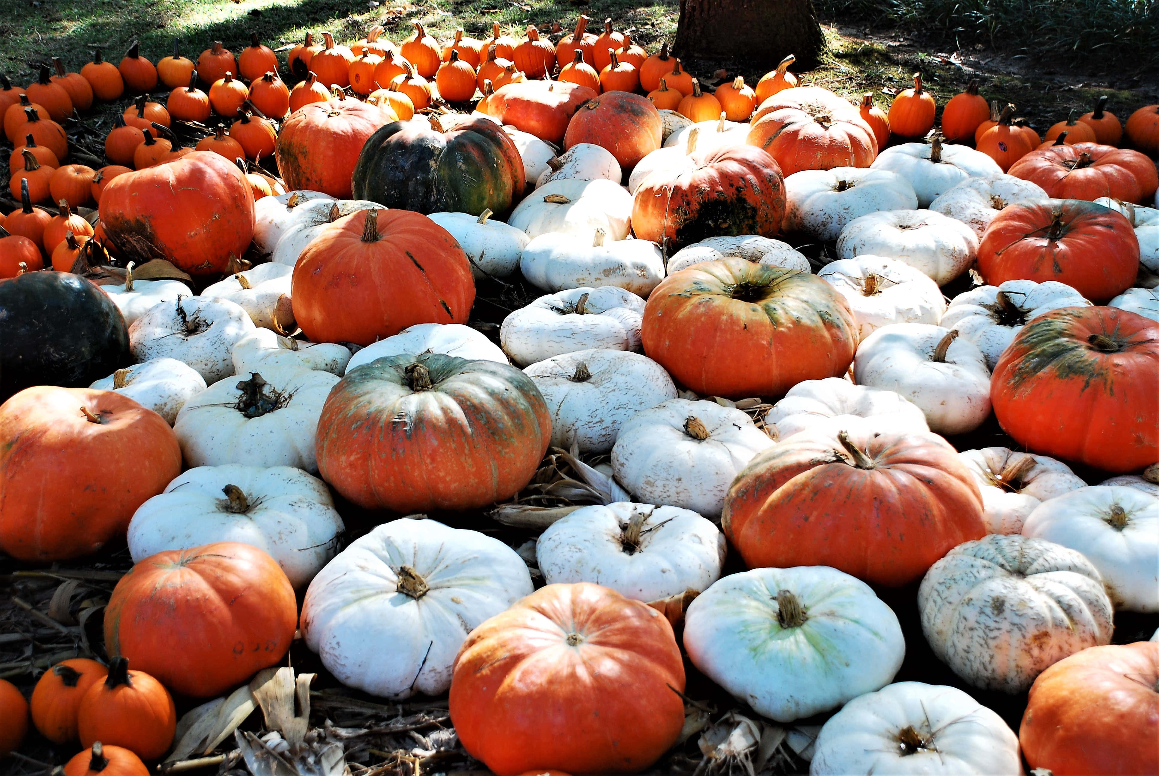 Pumpkin Patch 桌布 壁紙 — 充滿活力的秋日場景，在明亮的陽光下，覆蓋物上以圓形圖案排列著色彩繽紛的橙色和白色南瓜。