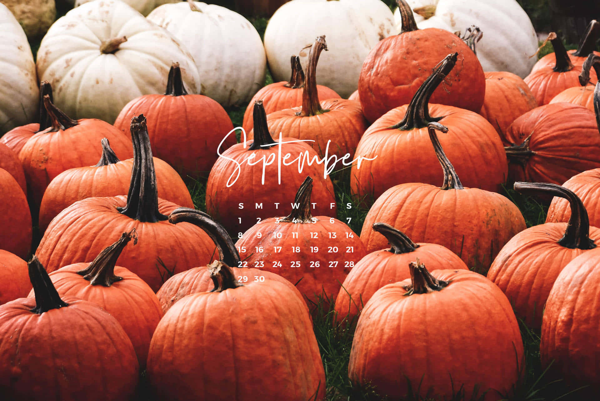 September 桌布 壁紙 — 充滿活力的秋日場景，橙色和白色的南瓜排列在草地上，並帶有九月日曆疊加層。
