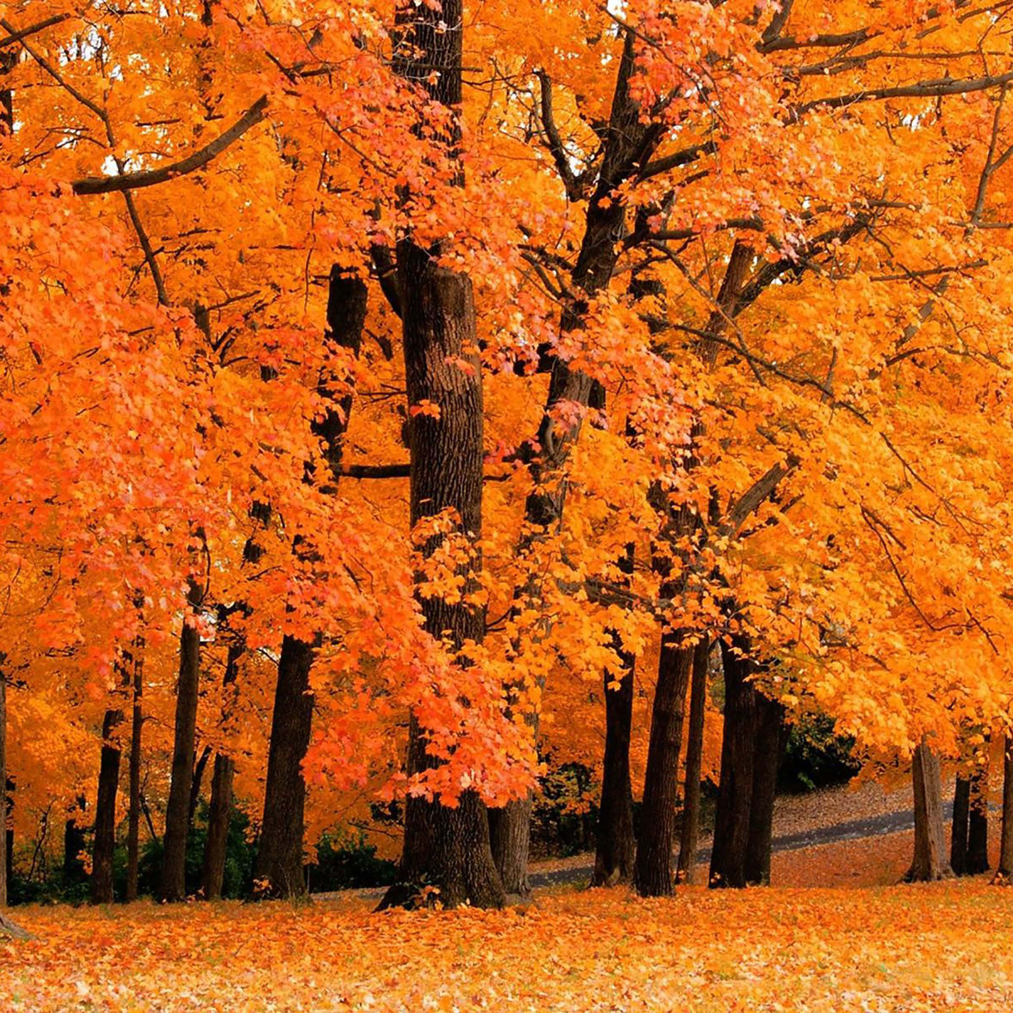 Fall iPad 桌布 壁紙 — 充滿活力的秋日森林，樹木燃燒著火紅的橙色和黃色樹葉，覆蓋著下面的地面。