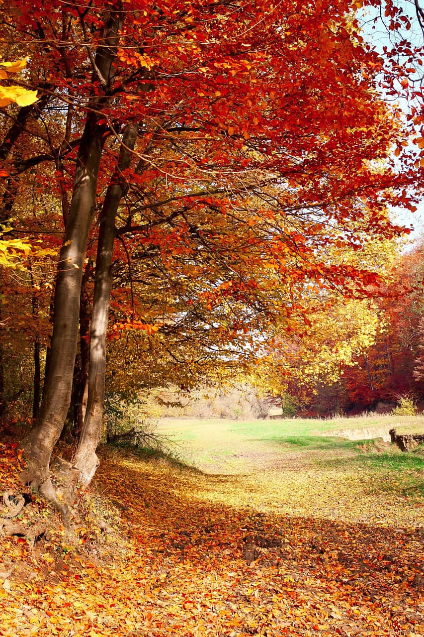 Nature Fall 桌布 壁紙 — 充滿活力的秋日森林，火紅和金黃的樹葉覆蓋地面和樹冠，在明亮的陽光下。
