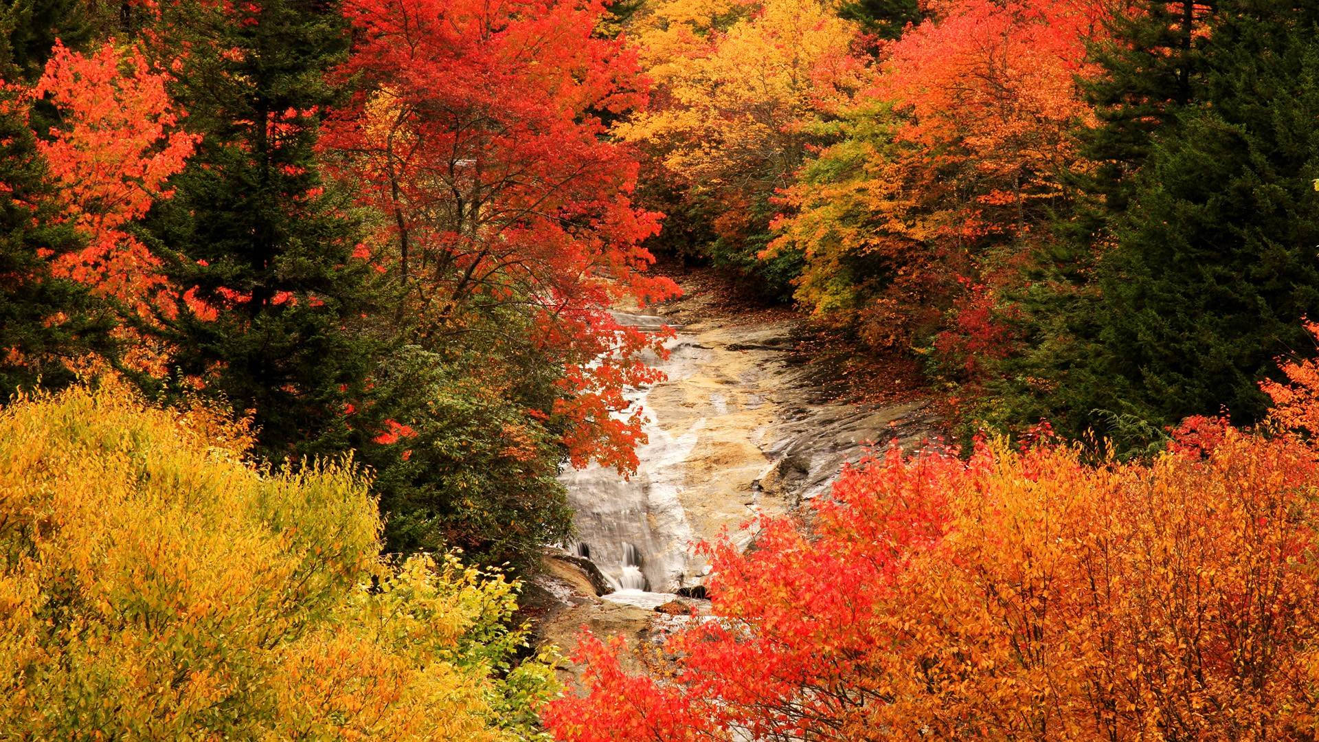 Fall Season 桌布 壁紙 — 充滿活力的秋日森林，火紅和金黃的樹葉環繞著一條流過長滿苔蘚岩石的湍急溪流。