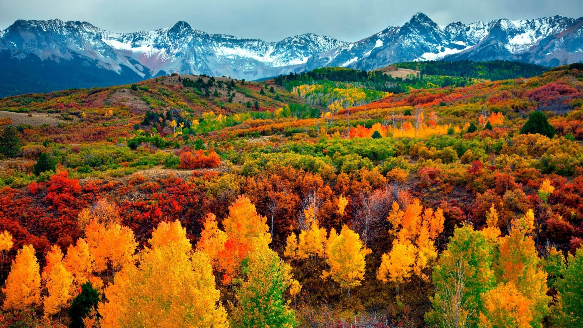 Autumn Season 桌布 壁紙 — 充滿活力的秋日森林，金橙色樹木向著多雲天空下的雪山延伸。