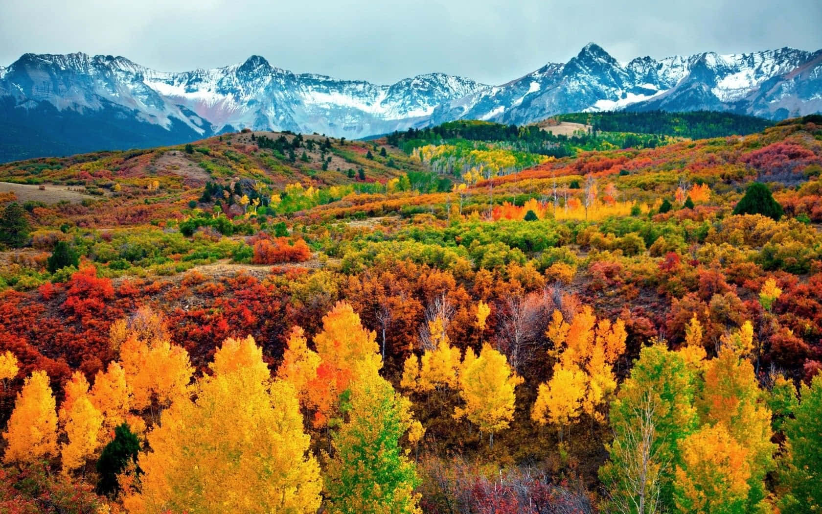 Colorado Mountains 桌布 壁紙 — 充滿活力的秋日森林，金色橙色的樹木在陰天延伸至積雪覆蓋的山脈。