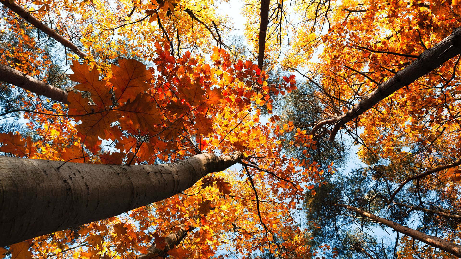 Fall Leaves 桌布 壁紙 — 充滿活力的秋日森林樹冠，金橙色樹葉在清澈的藍天下閃耀。
