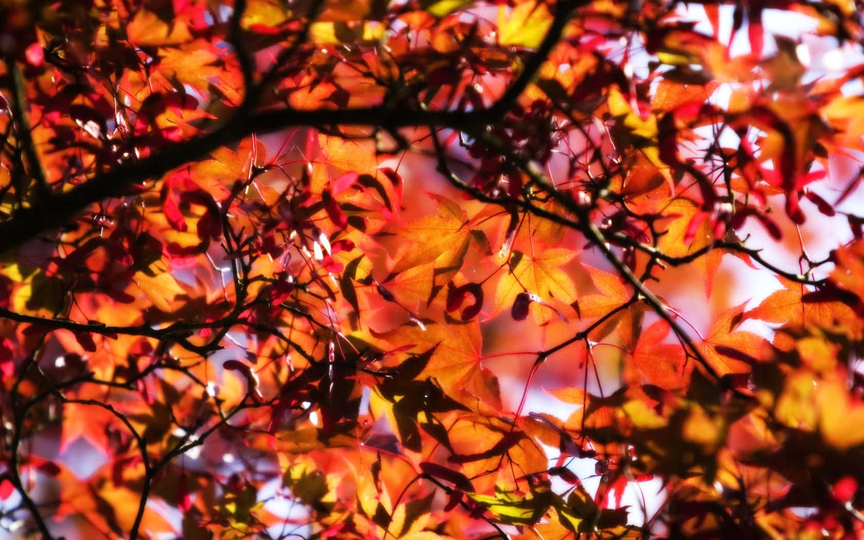 桌布 壁紙 — 充滿活力的秋日楓葉，以火紅、橙黃色調，在柔和模糊的天空襯托下閃耀。