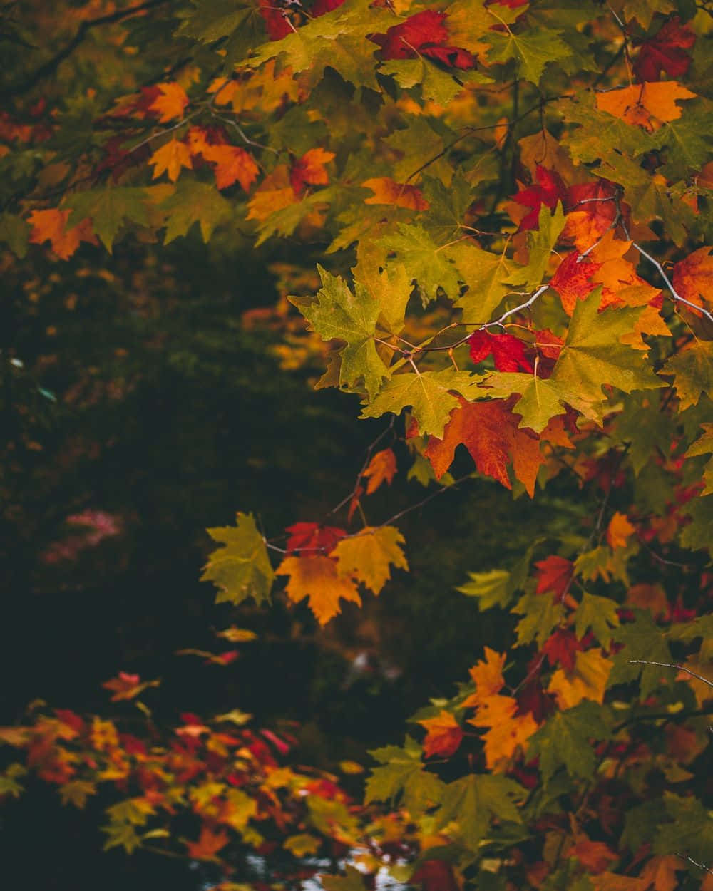 Leaves 桌布 壁紙 — 充滿活力的秋日楓葉，呈現橙色、紅色和黃色色調，懸掛在深色反光水面上方。