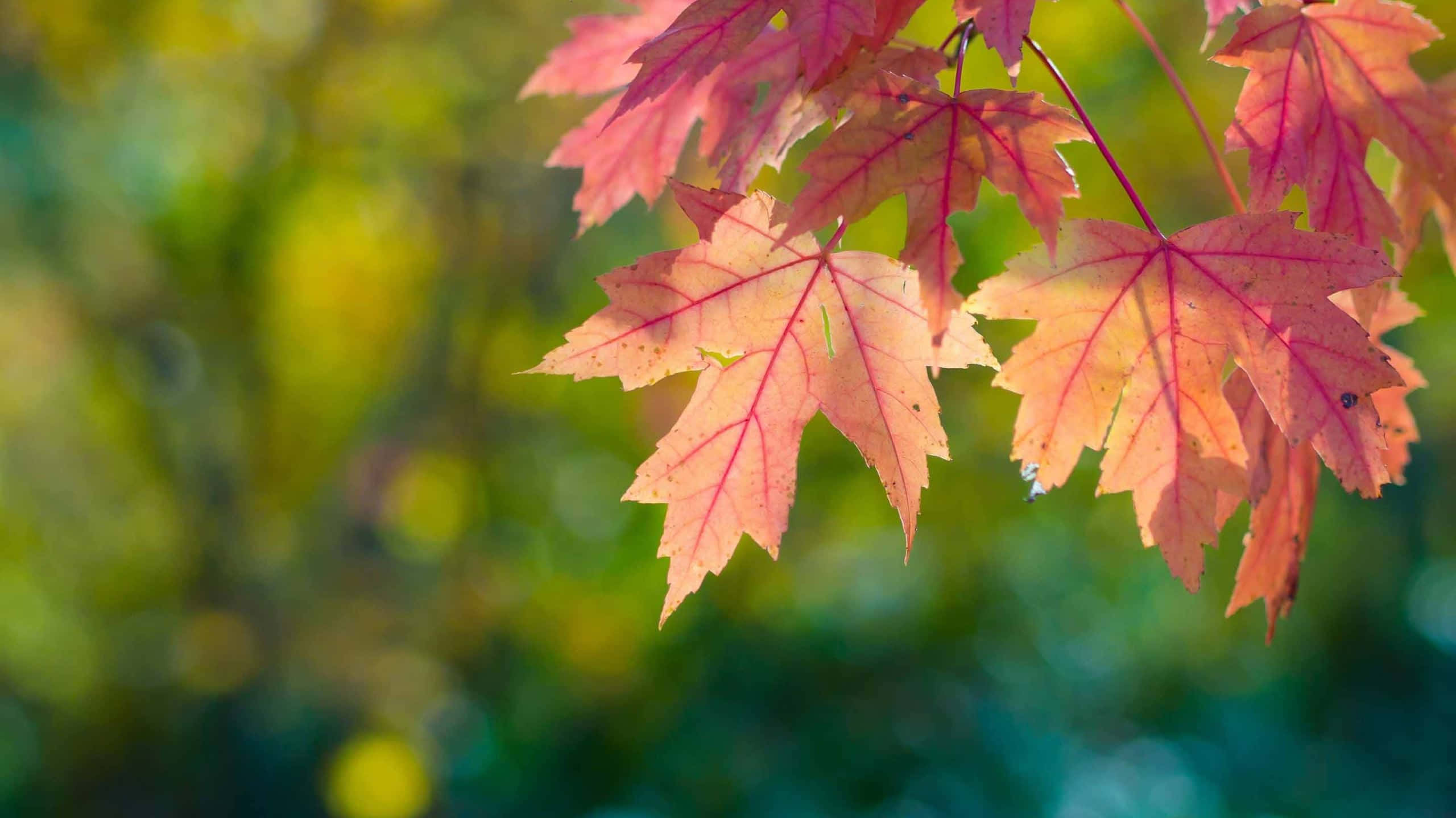 First Day Of Fall 桌布 壁紙 — 充滿活力的秋日楓葉，呈現粉紅和橙色調，在柔和模糊的綠色和黃色背景上閃耀。