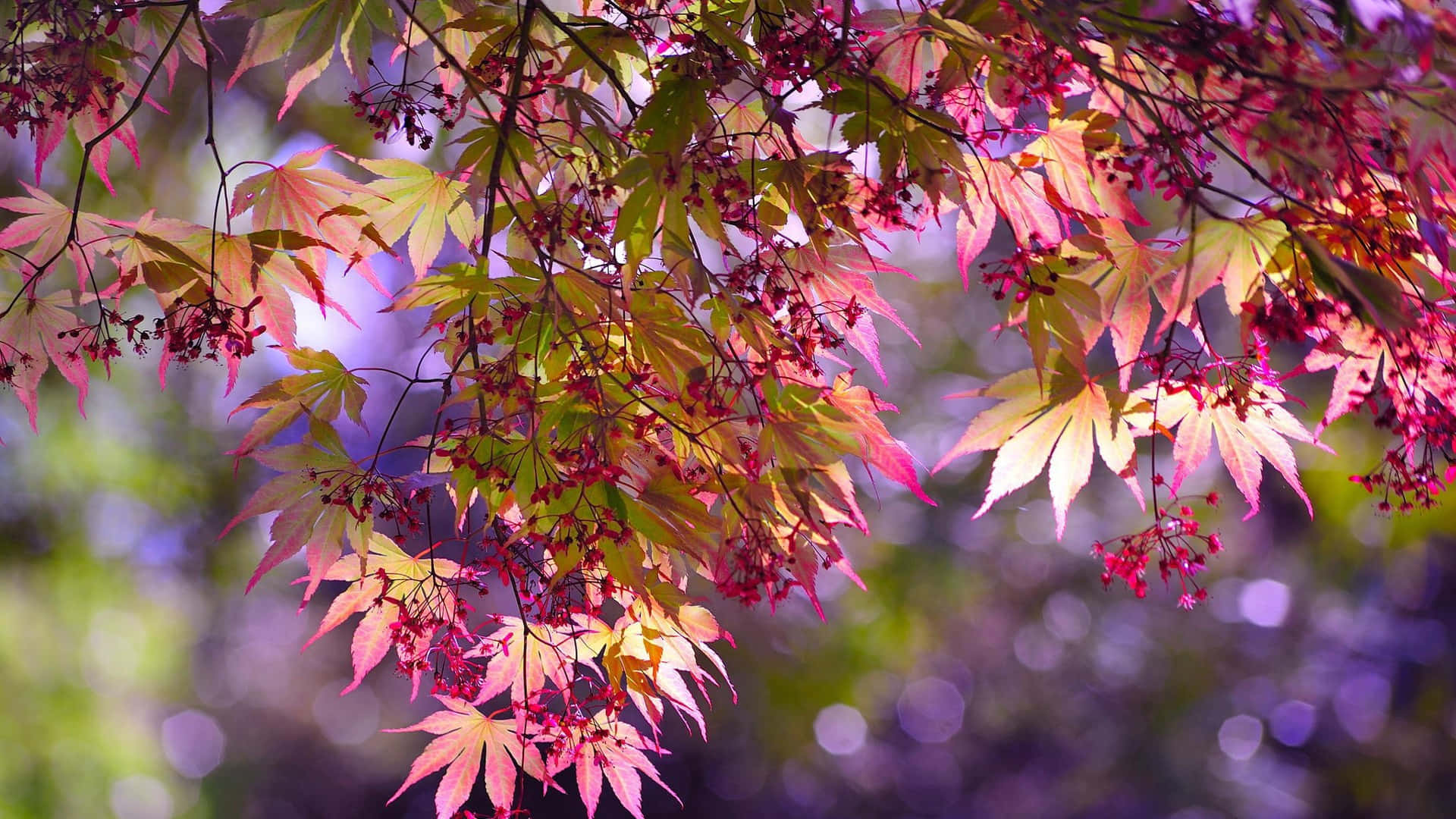 樹木 桌布 壁紙 — 充滿活力的秋日楓葉，呈現粉紅和金色色調，在柔和模糊的森林背景下優雅地懸掛著。