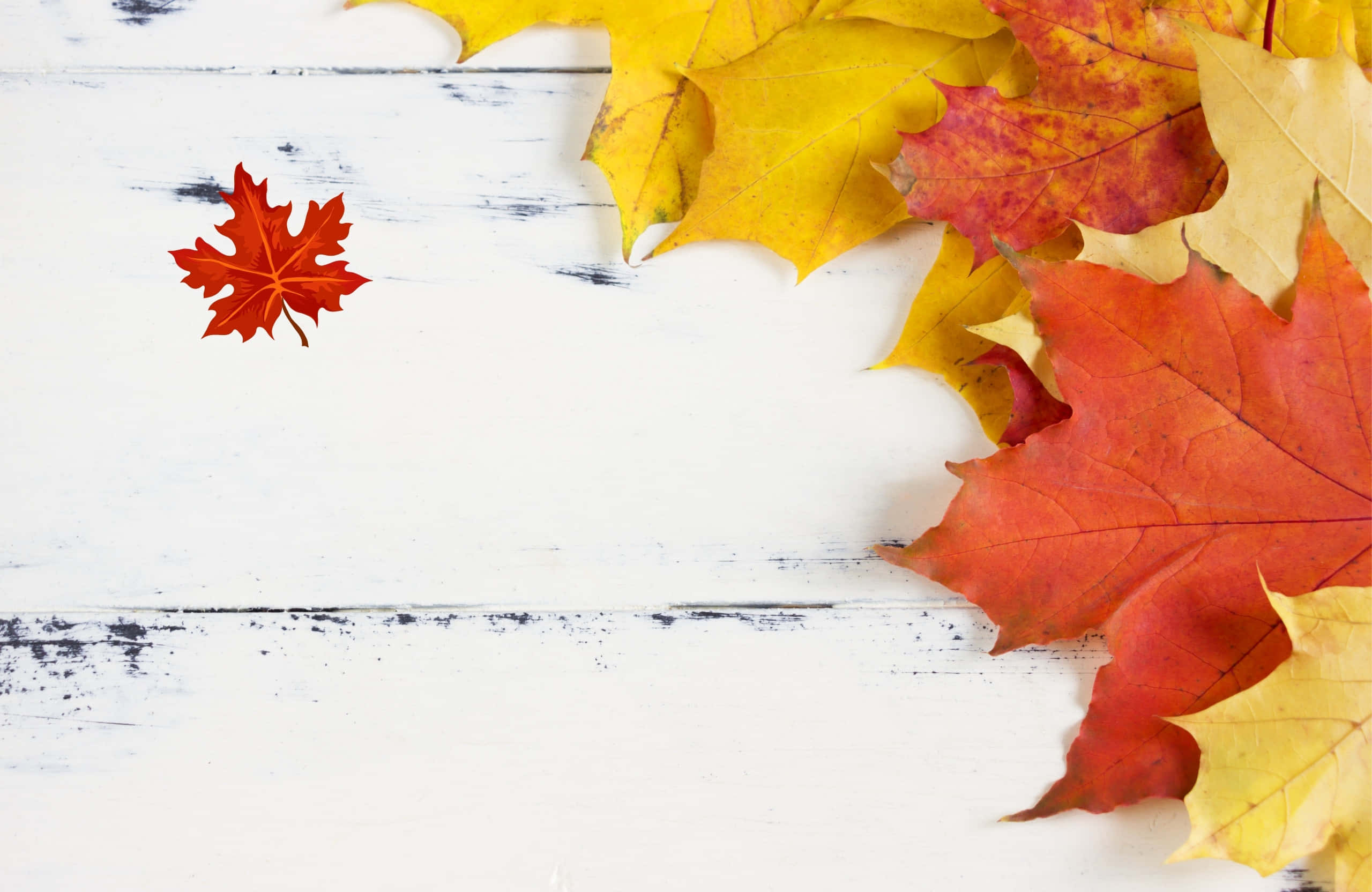Best Fall 桌布 壁紙 — 充滿活力的秋日楓葉，呈現紅、黃、橙色調，靜置在風化的白色木質表面上。