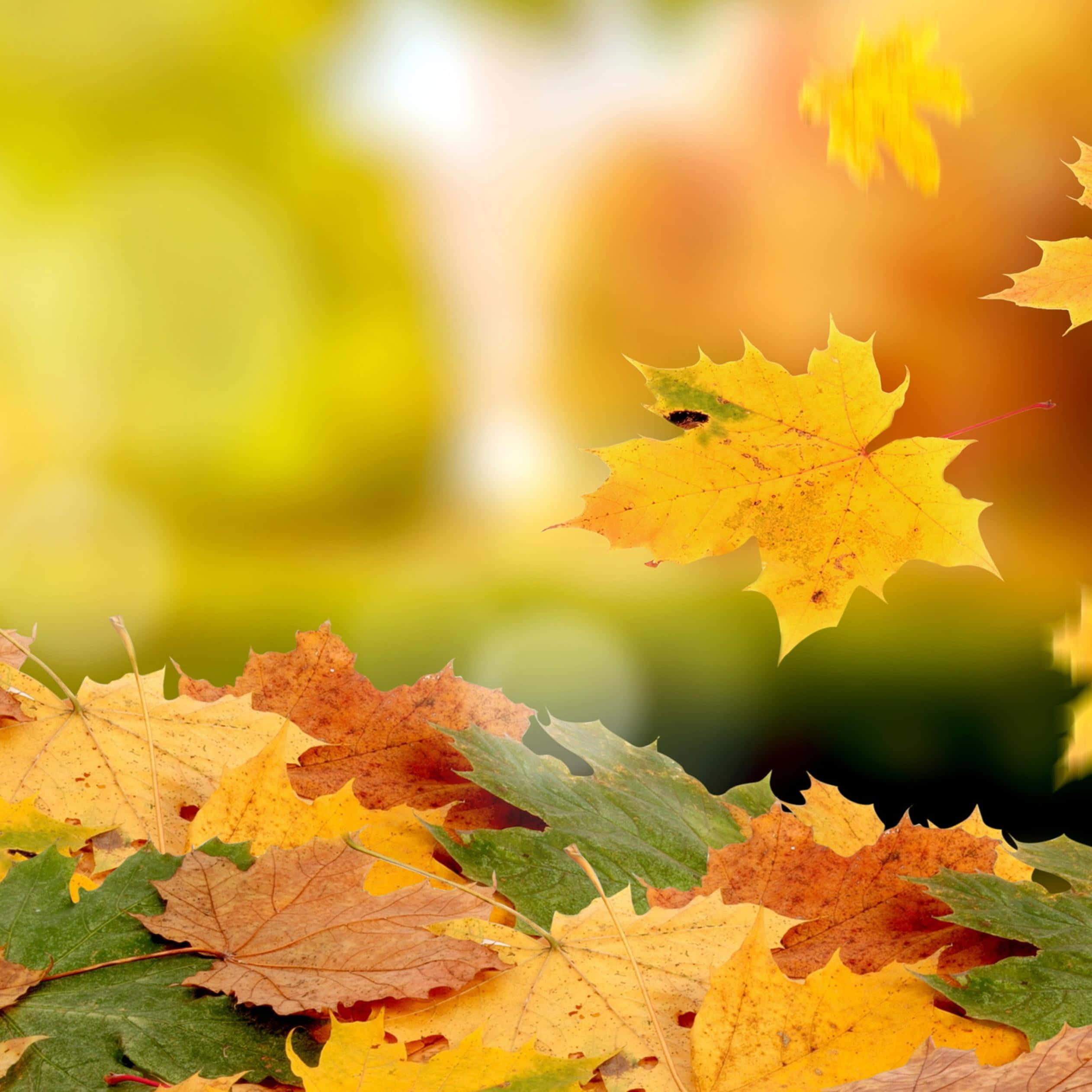 Yellow Leaves 桌布 壁紙 — 充滿活力的秋日楓葉以金黃色和鏽橙色色調在前景中，背景柔和模糊。