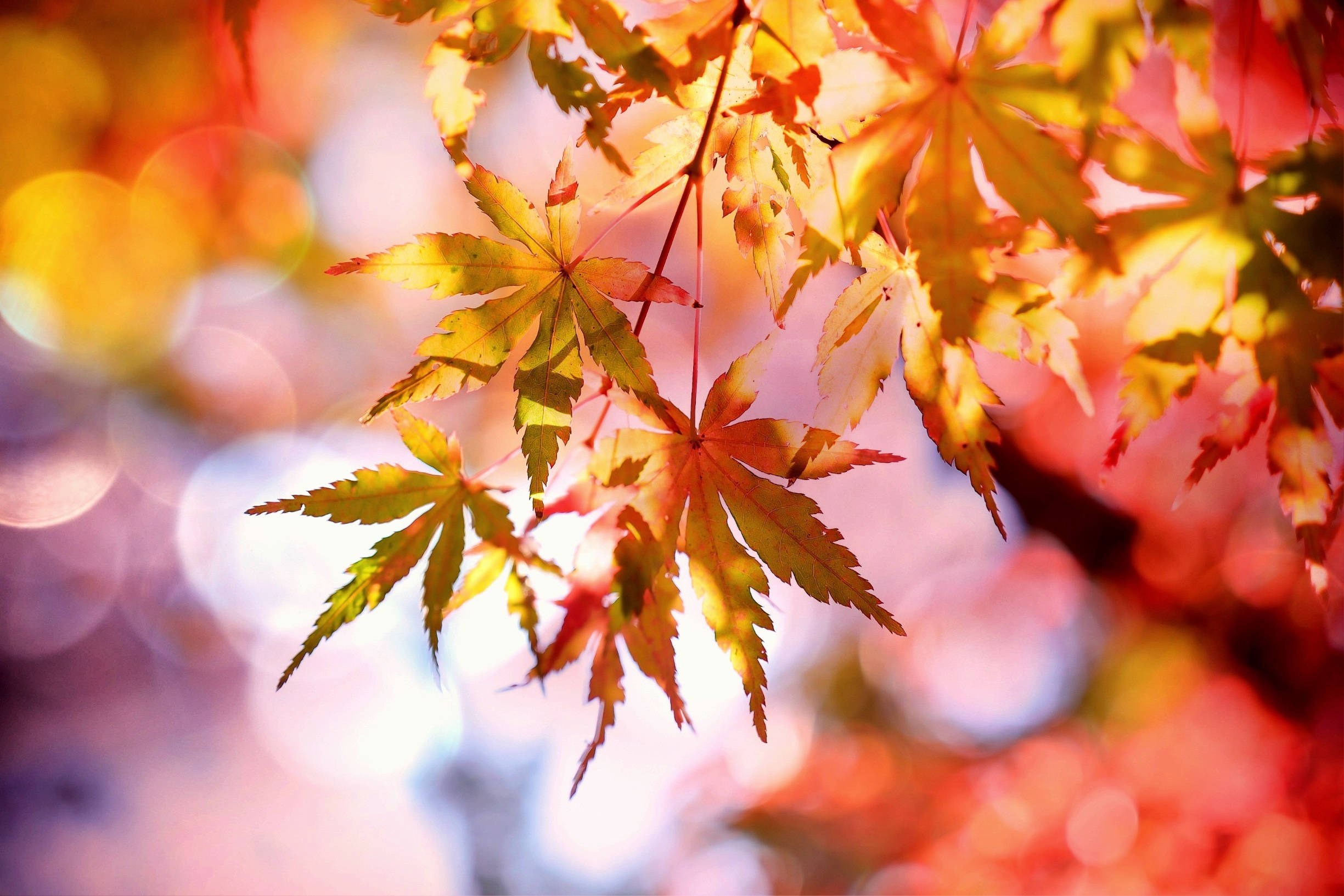 Fall Leaves 桌布 壁紙 — 充滿活力的秋日楓葉在柔和散景背景下閃耀著金紅色的色調。