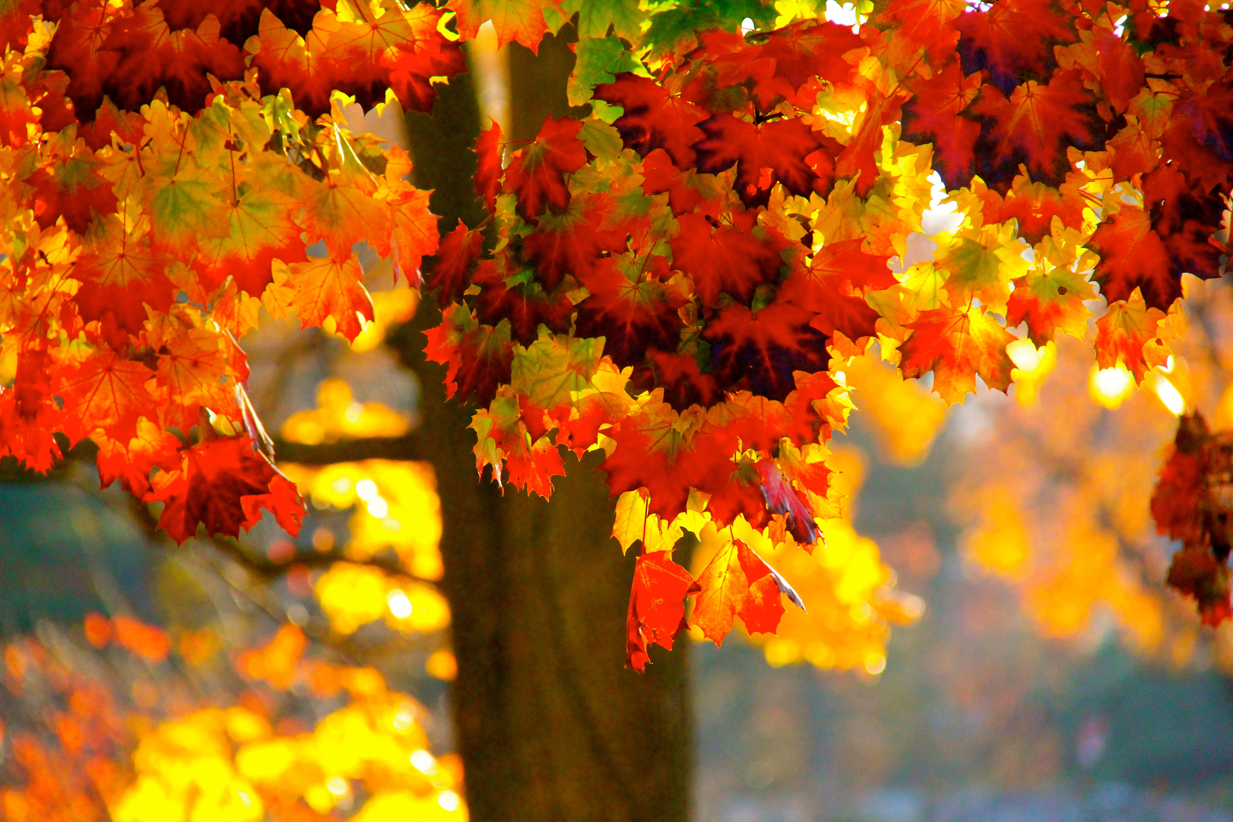 Fall Scenes 桌布 壁紙 — 充滿活力的秋日楓葉在溫暖的陽光下閃耀，陽光穿過茂密的樹冠。