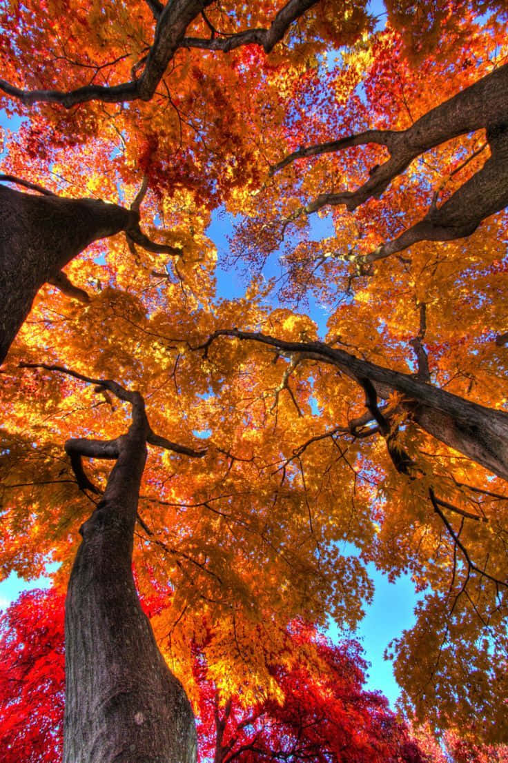 Pretty Fall 桌布 壁紙 — 充滿活力的秋日樹冠，火紅橙黃的樹葉在清澈的藍天下拱起。