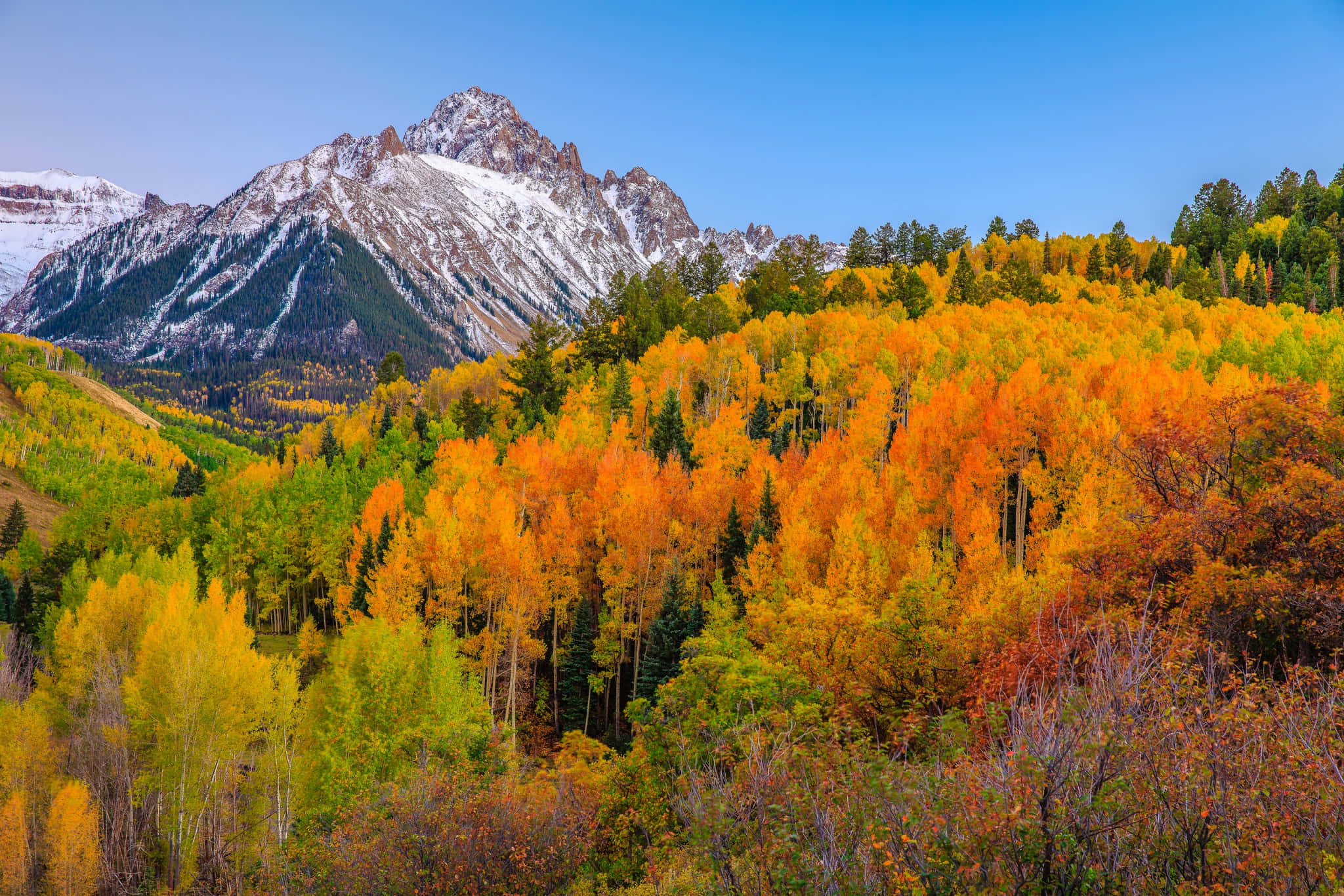 Aspen Colorado 桌布 壁紙 — 充滿活力的秋日白楊樹在白雪覆蓋的山峰下，在清澈的藍天下閃耀著金色和橙色。