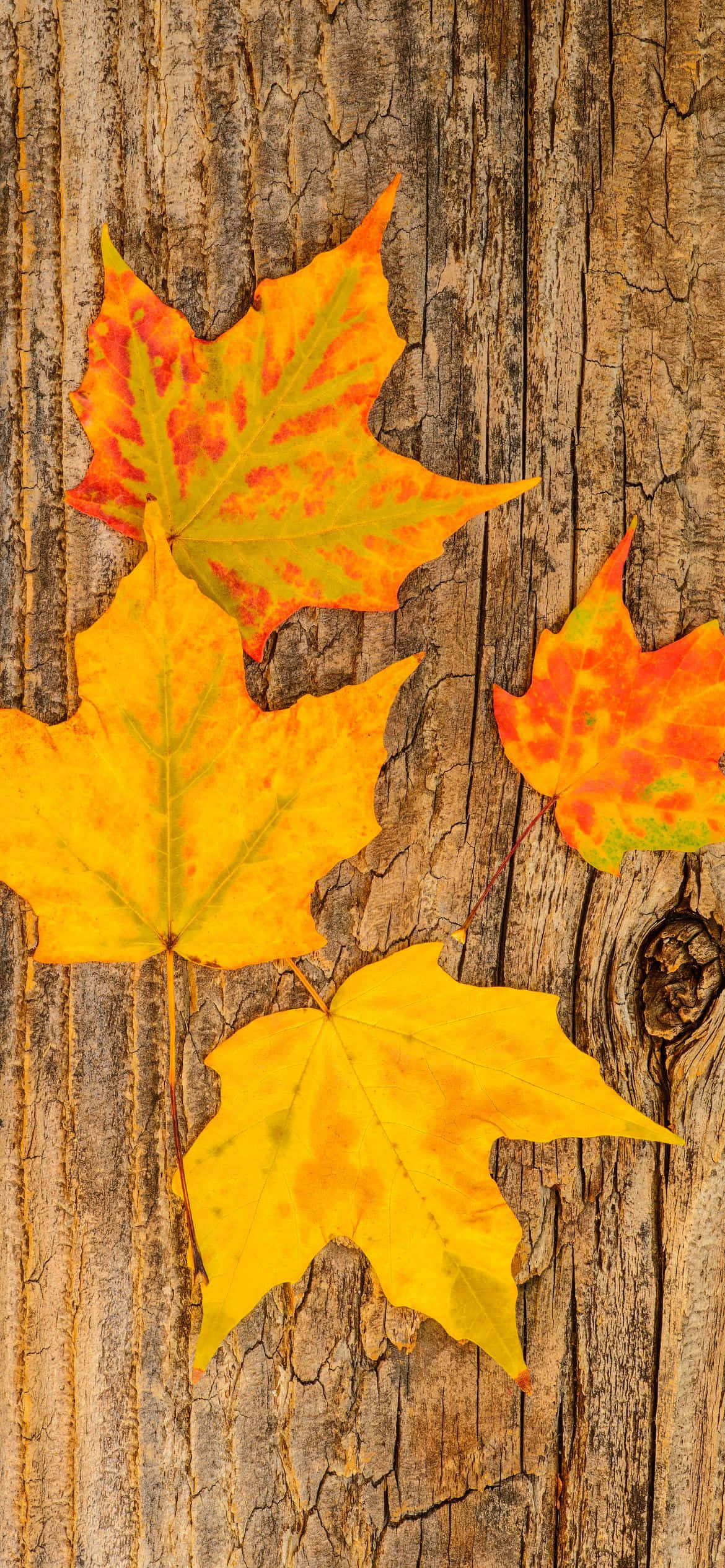 Best Fall 桌布 壁紙 — 充滿活力的秋楓葉，呈現黃、橙、紅色調，靜置在紋理豐富的風化木表面上。