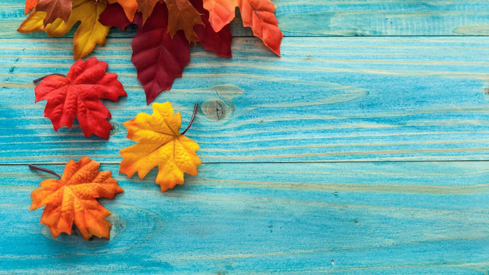 Fall Leaves 桌布 壁紙 — 充滿活力的秋楓葉，紅色、橙色和黃色，躺在風化的藍色木質表面上。