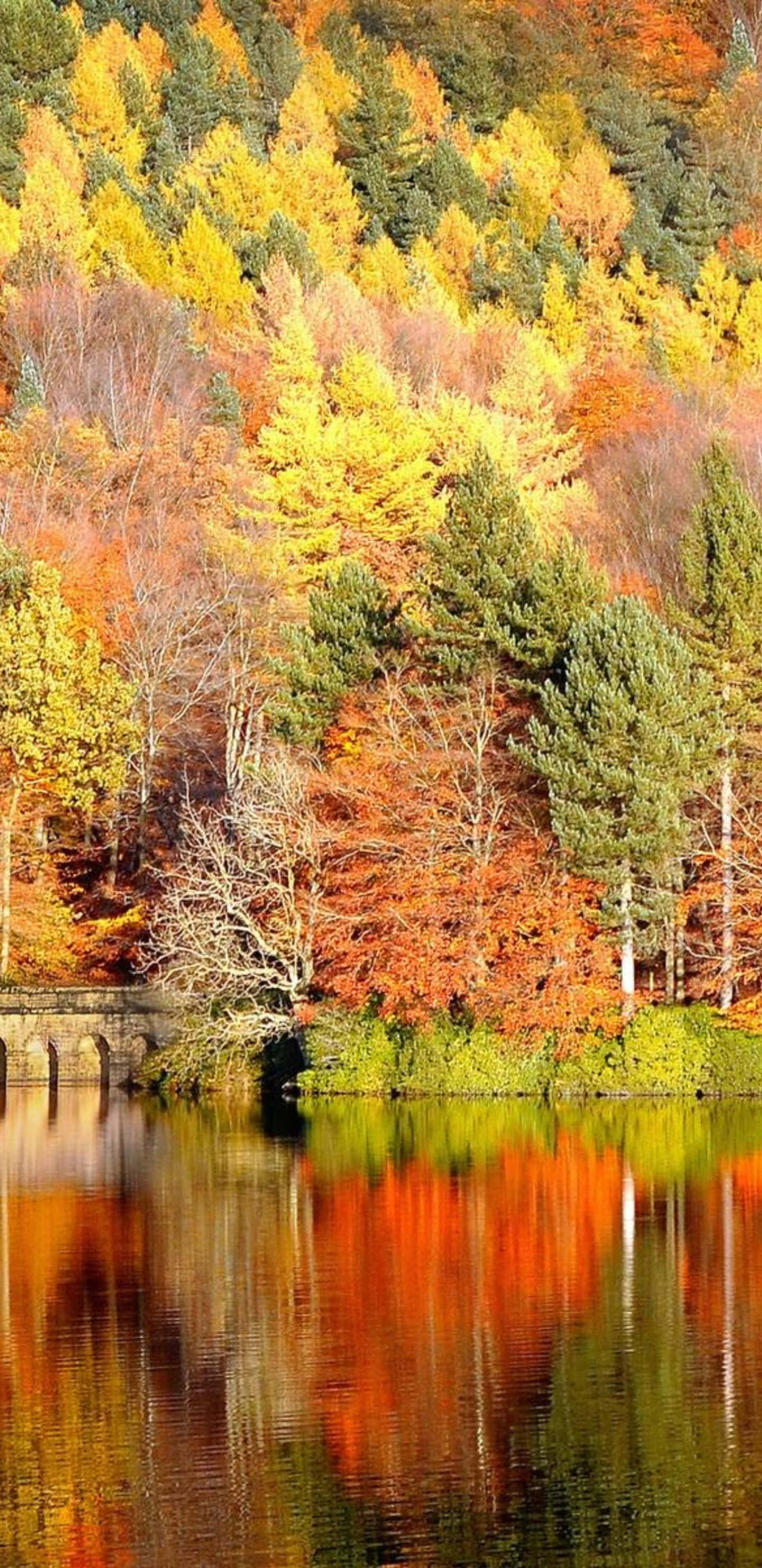 Lake 桌布 壁紙 — 充滿活力的秋樹，以火熱的橙色、黃色和綠色完美地倒映在下方平靜的湖面上。