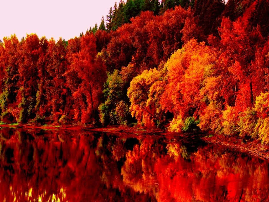 秋季 桌布 壁紙 — 充滿活力的秋樹，以火紅和橙色完美地倒映在平靜的湖面上，天空柔和。
